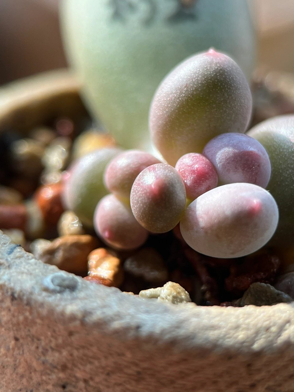 彩虹奶酪多肉植物嘿嘿 超级无敌喜欢这个大奶酪尖尖 基因无敌好 配土