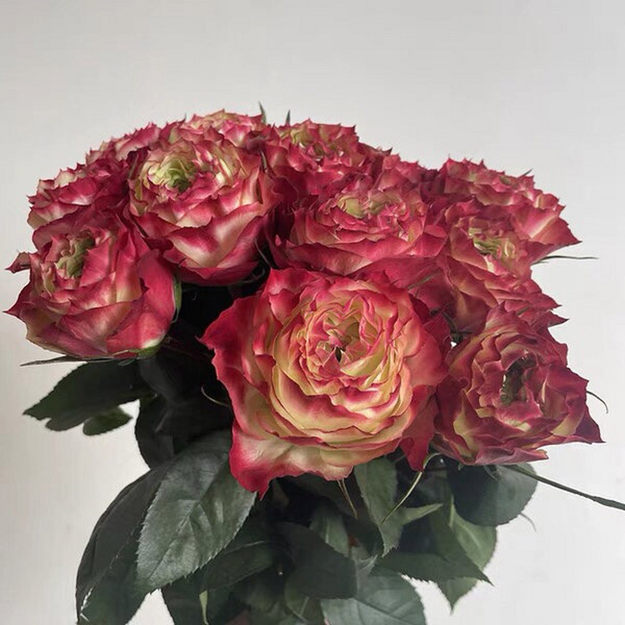 100款玫瑰之—③苹果杰克 玫瑰之苹果杰克 	 是一款复古的切花月季