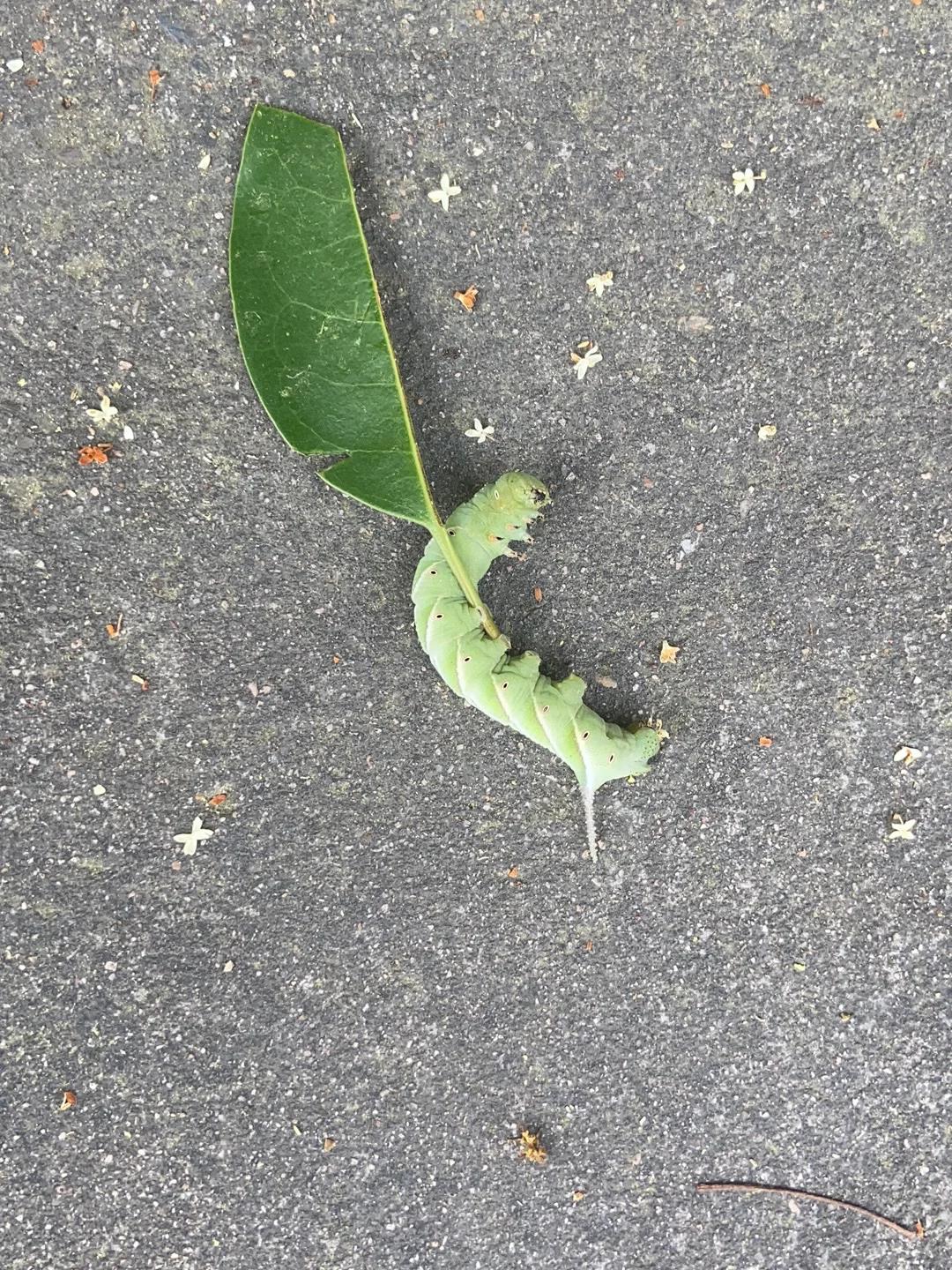 长大后好久没看到这种大青虫了