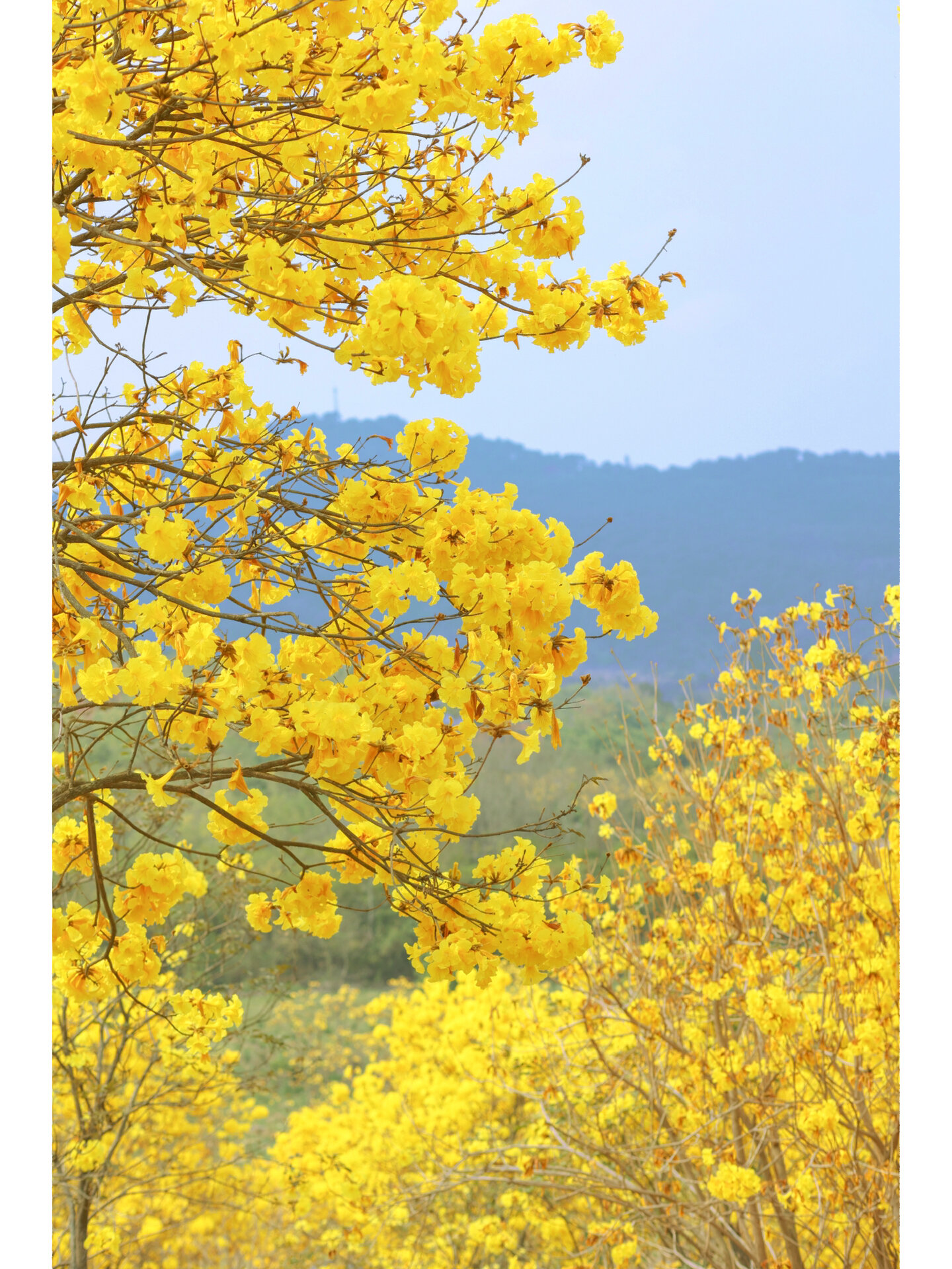 南宁青秀山黄风铃花🌼 终于去打卡黄风铃花啦!