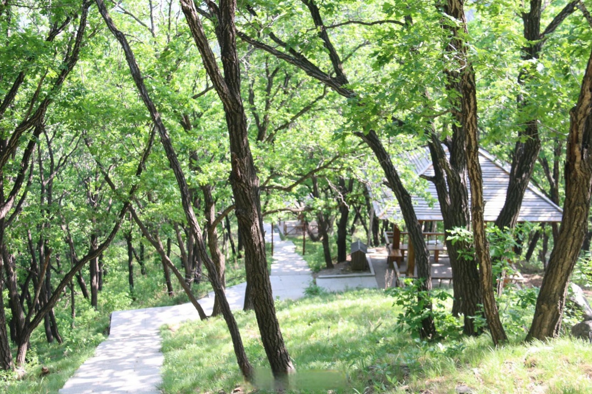 想要覓得清涼,就來蓮秀峰森林公園 沿著樹蔭濃密的木棧道走 兩旁草木