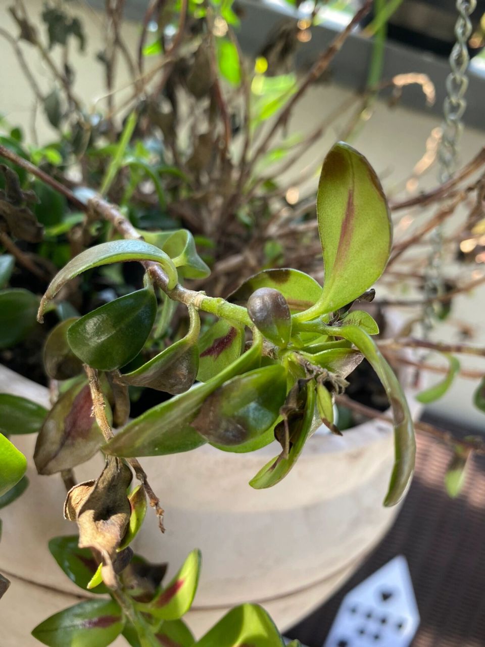 金鱼吊兰是怎么了 水浇多了? 最近一直掉叶子 还枯了