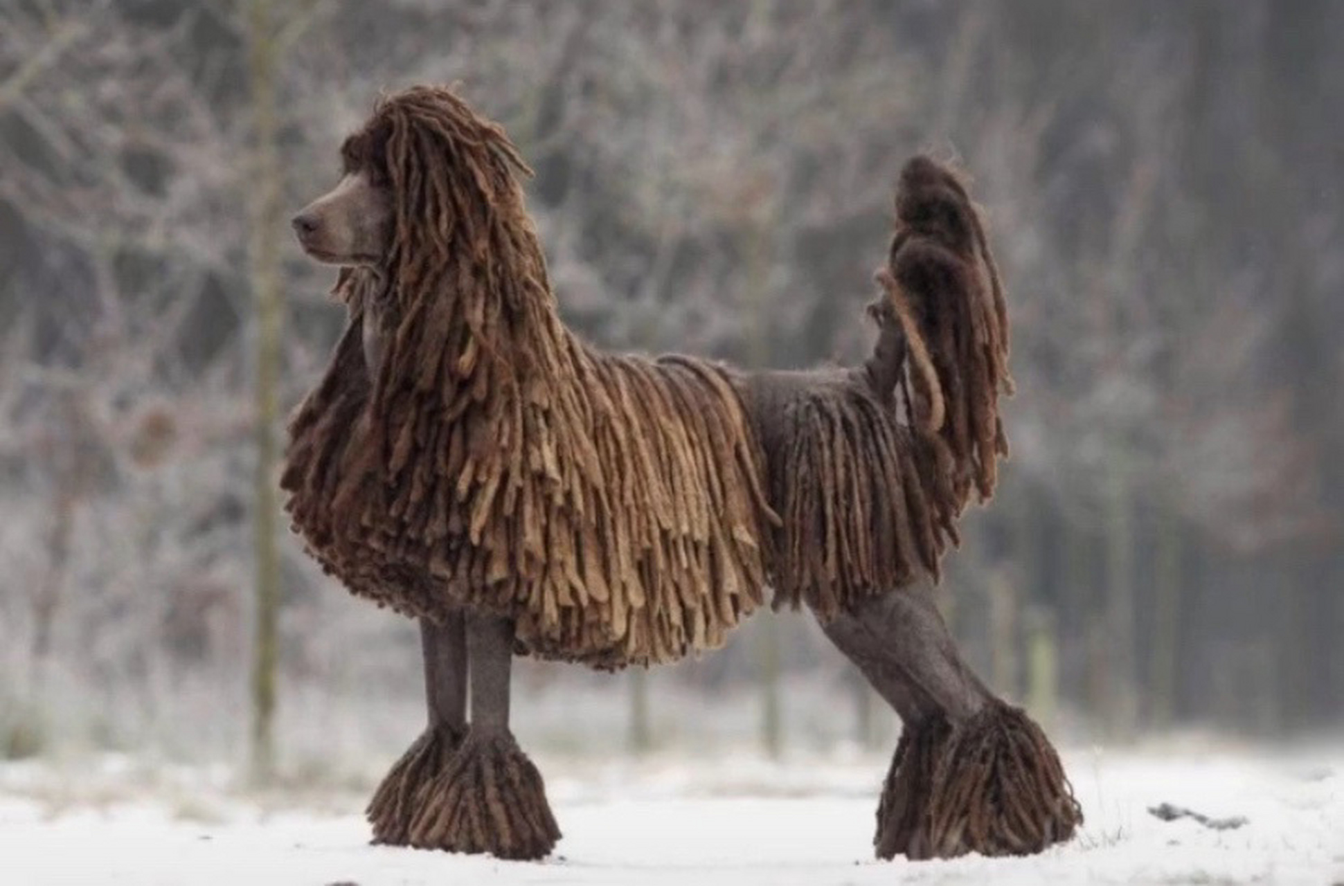 巨型贵宾犬的魅力95就在于此 可塑造太多的造型,风格99