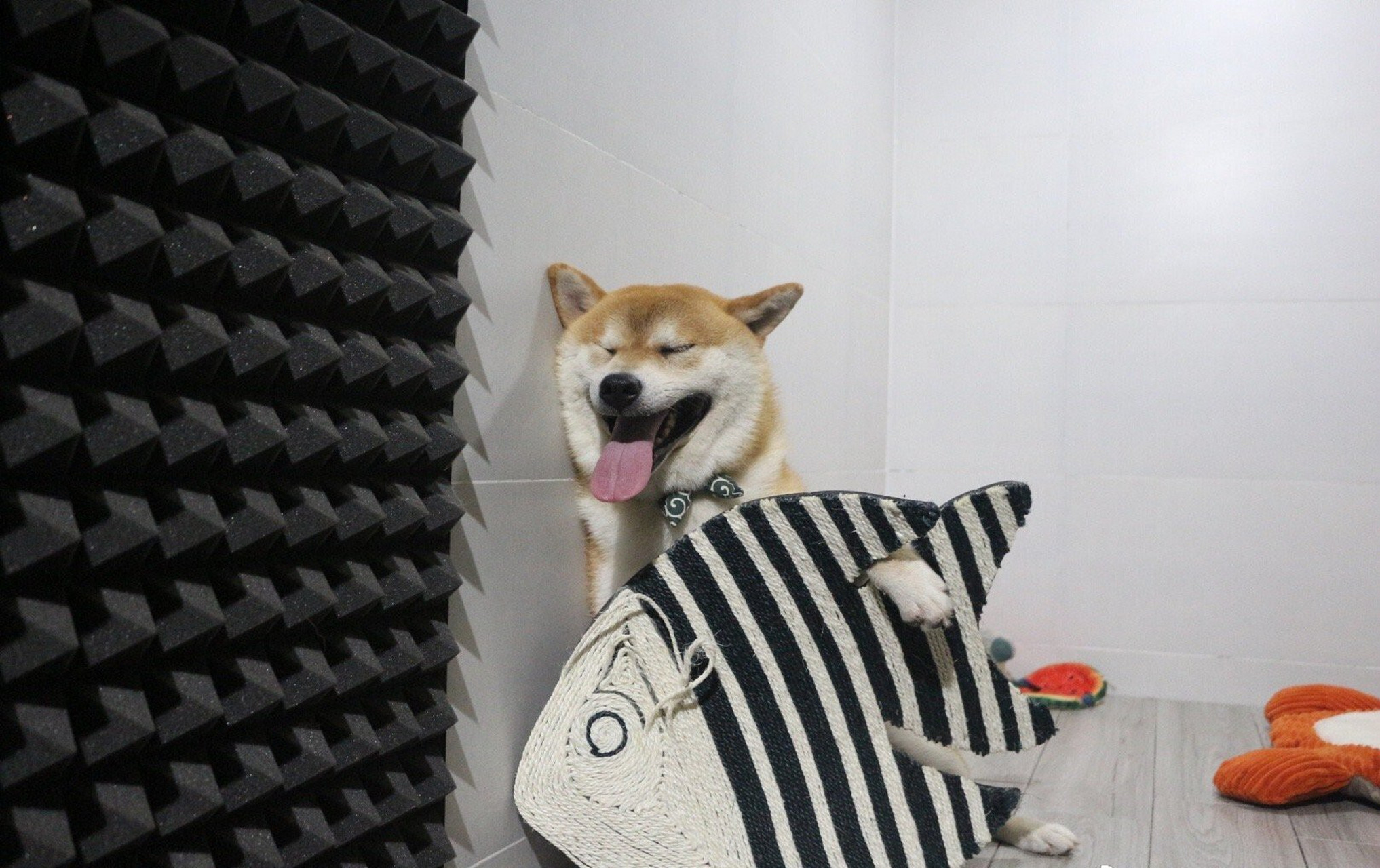 怎么买到纯种柴犬 99黑柴和四眼土狗长得有些相似,所以很容易把它俩