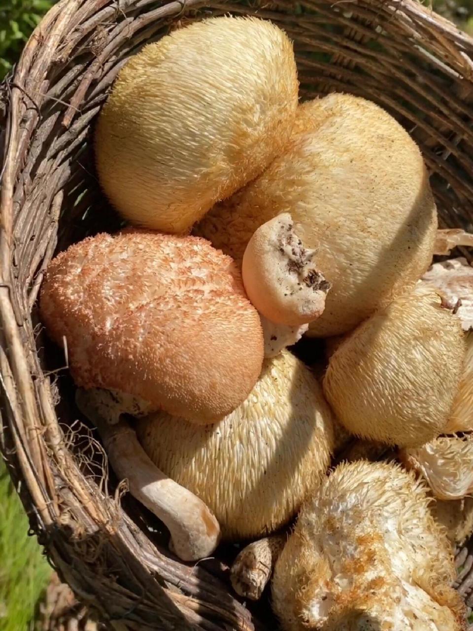 猴头与鱼翅,熊掌,燕窝并誉为四大名菜. 猴头菇性平,味甘.