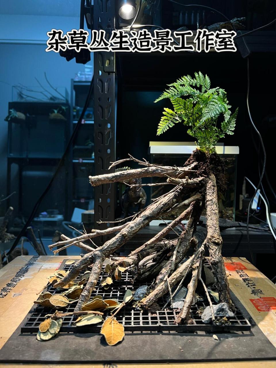 南美缸造景# #沉木造景# #鱼缸造景# #原生缸# #装饰品# #家居饰品