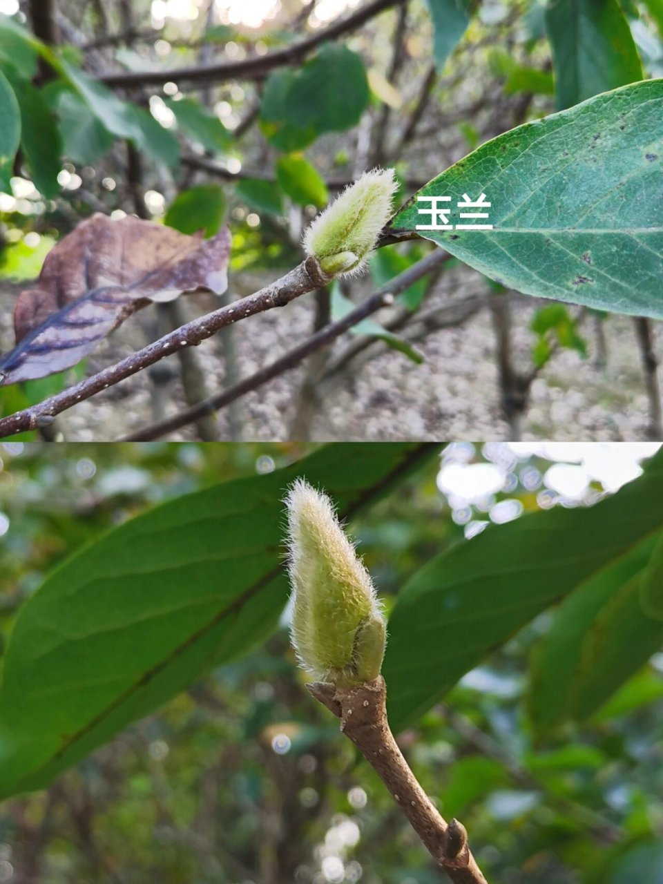 自然教育|九种果子图 九种树木的果子 78女贞 78石楠 78海桐