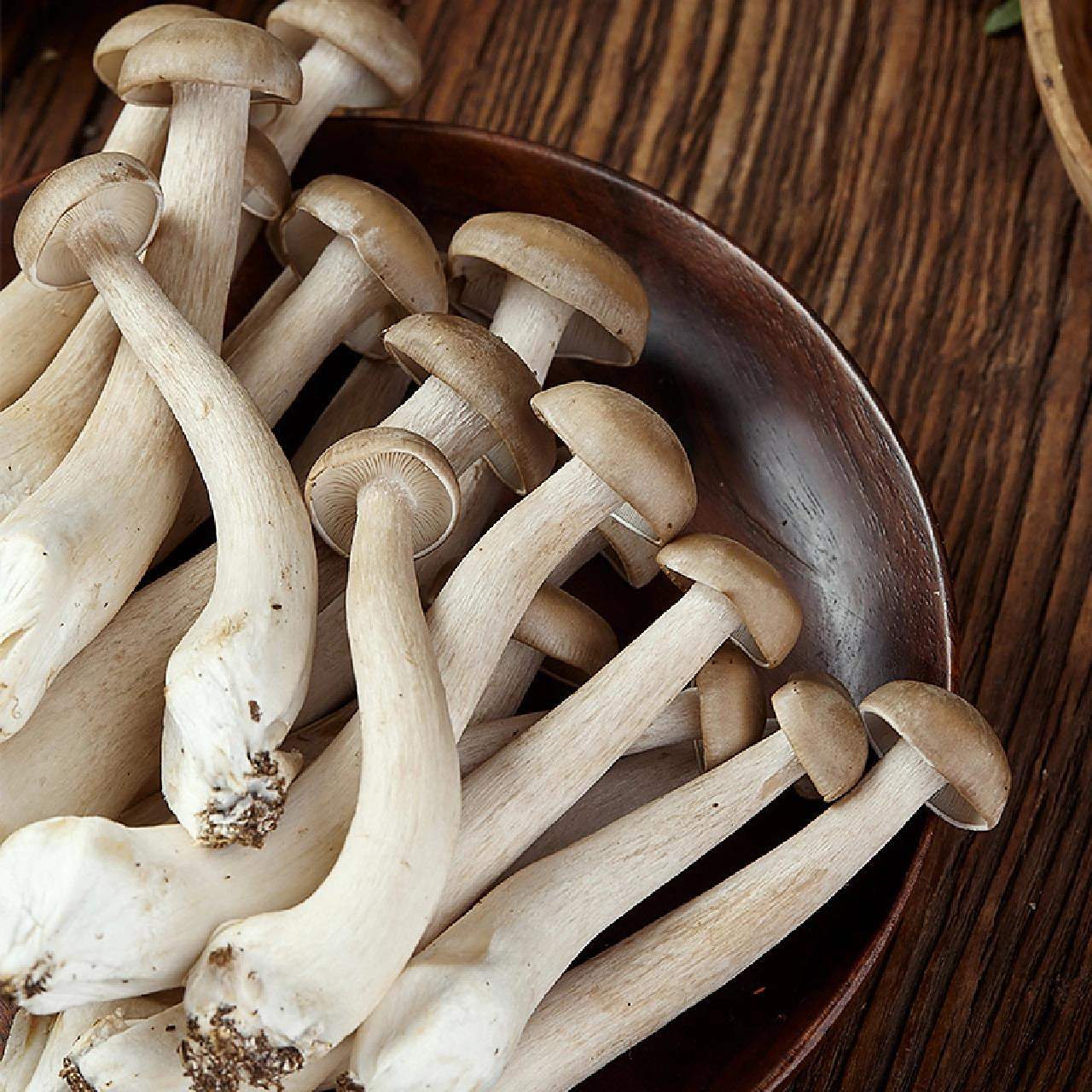 新鲜美味鹿茸菇 云南新鲜鹿茸菇!