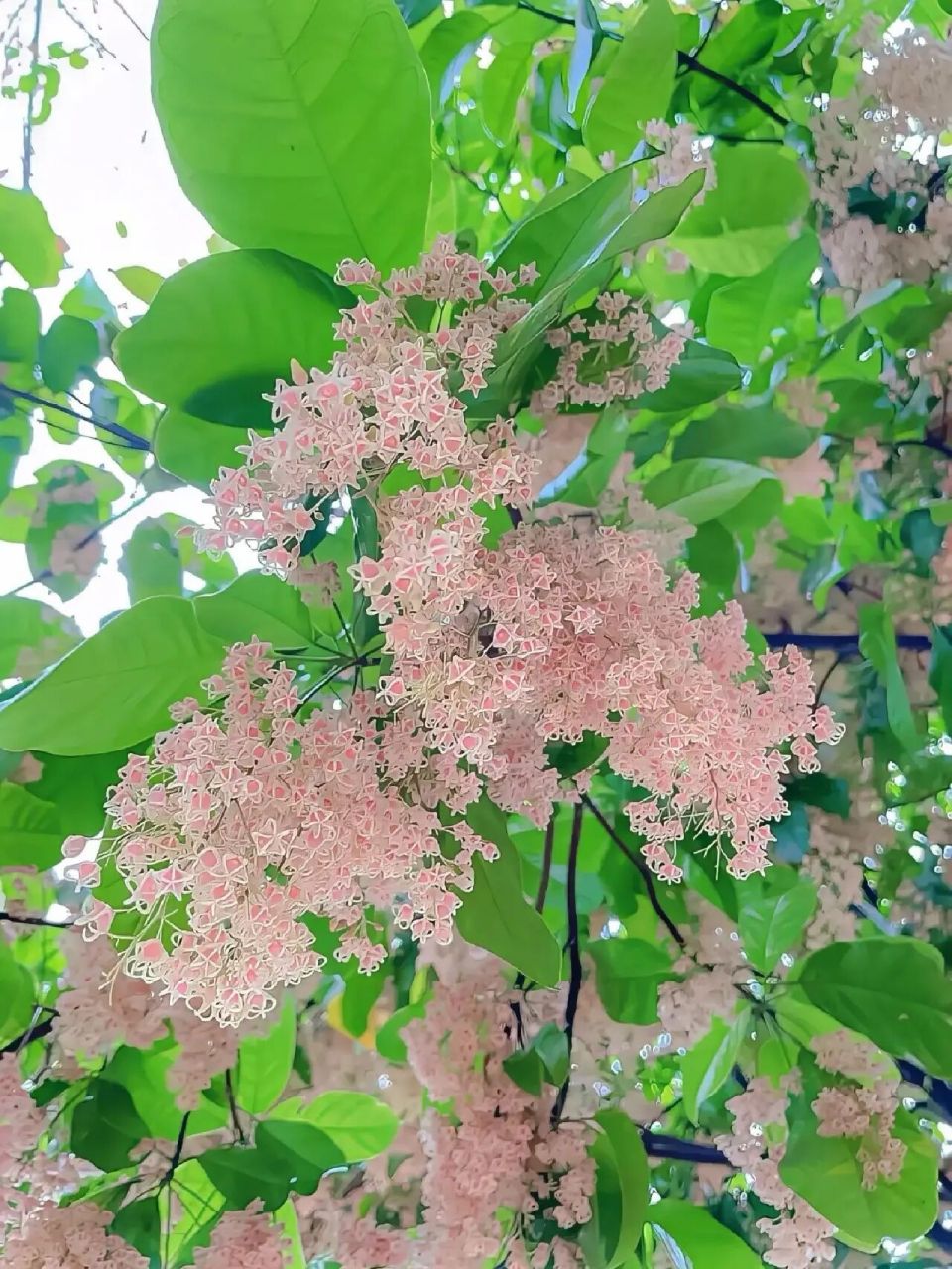 225 每日一花 苹婆 学名:sterculia monosperma vent.