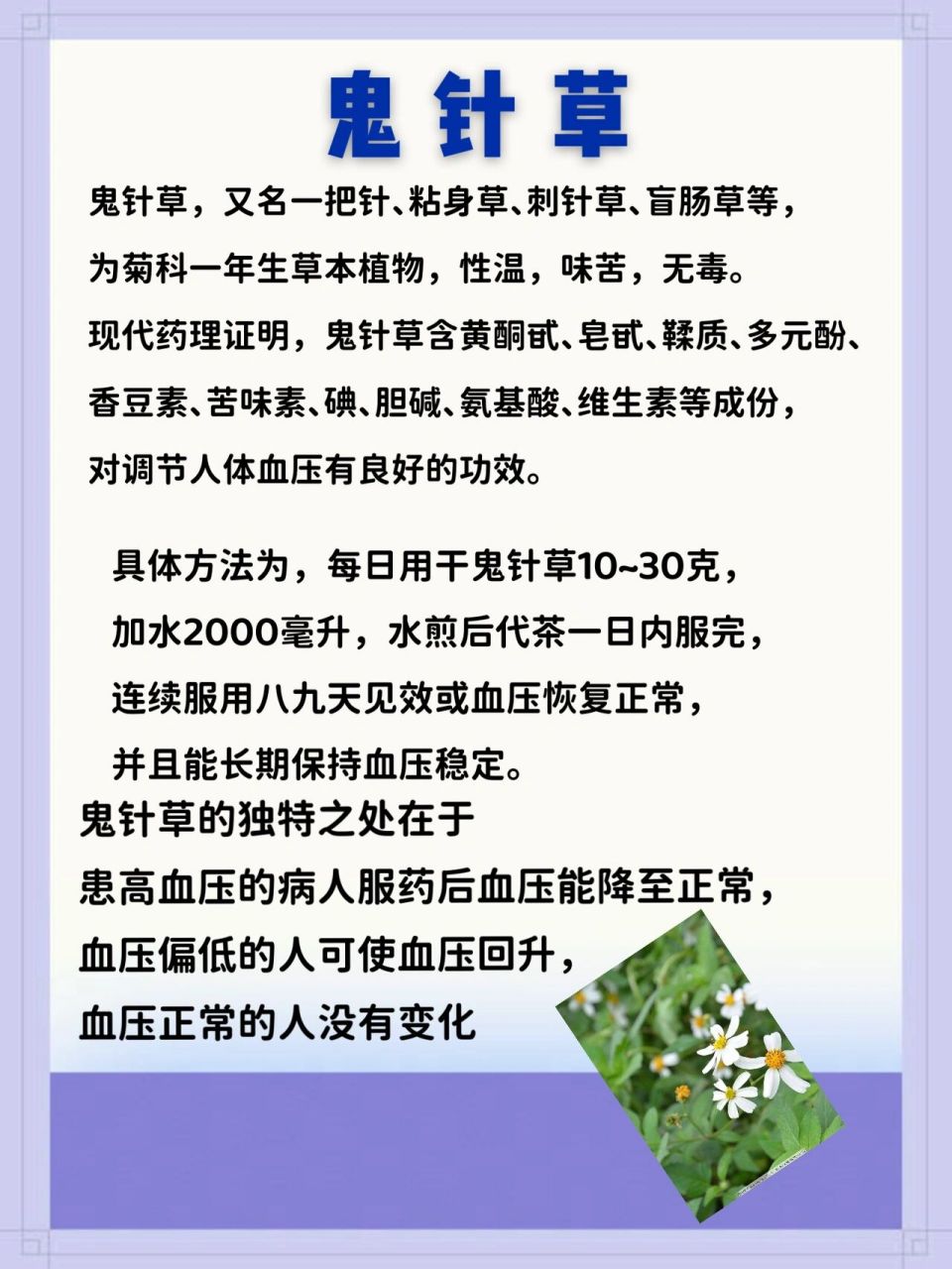 高血压患者的福音——鬼针草 我国民间常用鬼针草治疗高血压,疗效显著