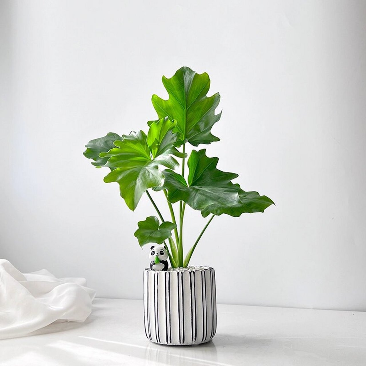 春羽蔓绿绒|ins室内美观解压耐阴易养活盆栽 春羽(philodendron