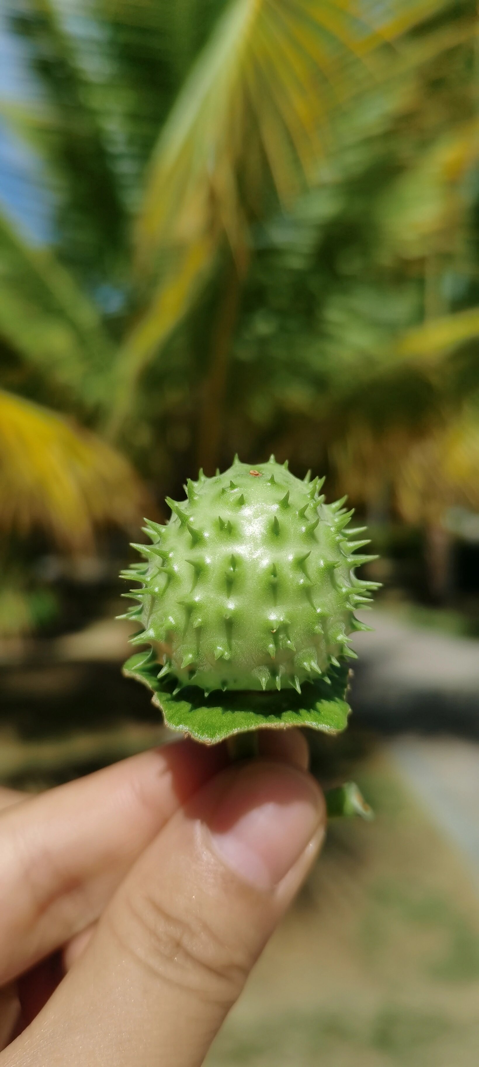 我的名字曼陀罗—毛曼陀罗 长在路边,但是通过这些图片已长在我的心里