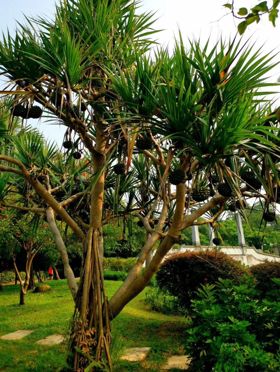 《扇叶露兜树》 树身很高,最高达五米 老家很远,马达加斯加 叶片整齐