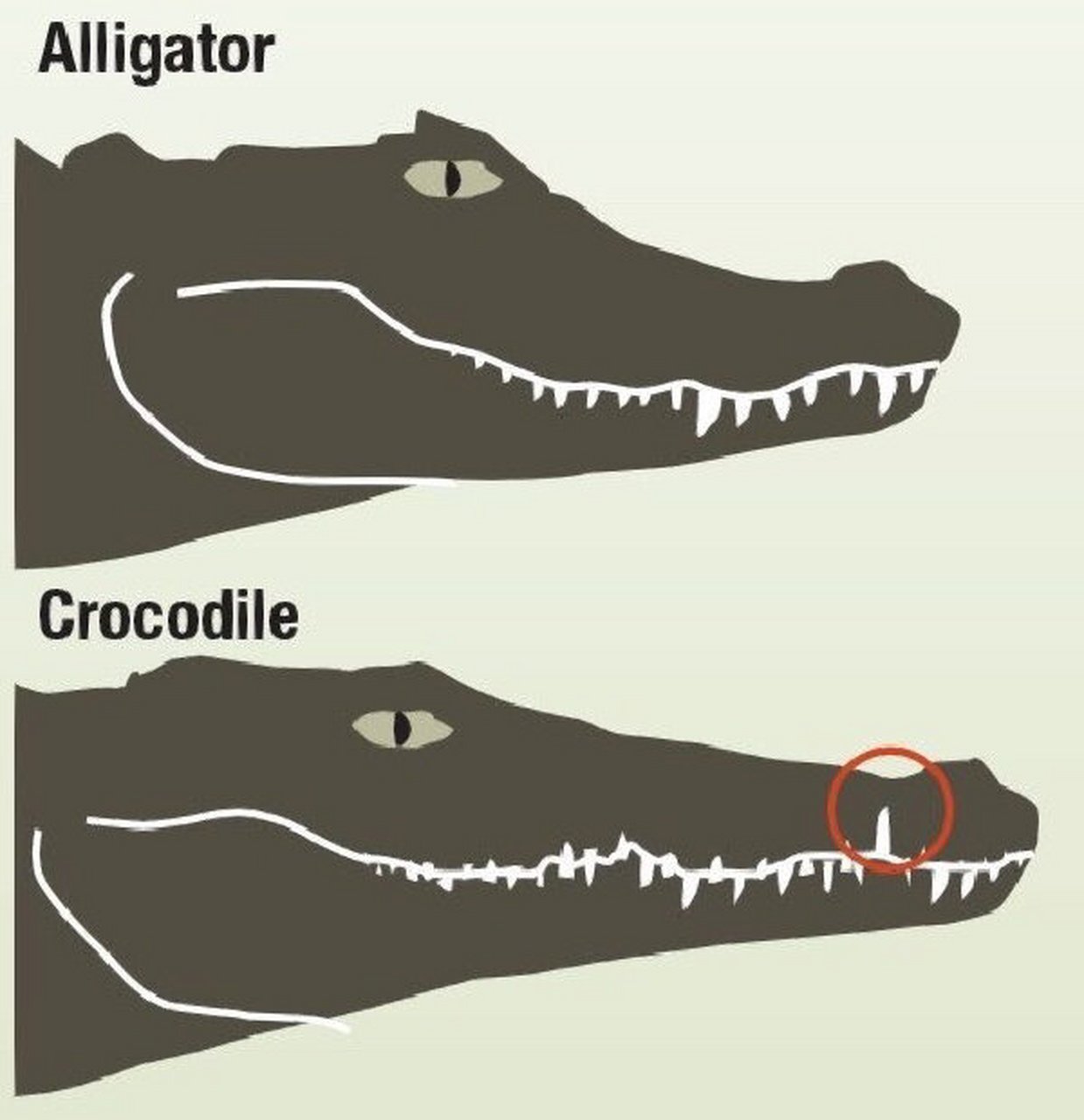 crocodile区别图片