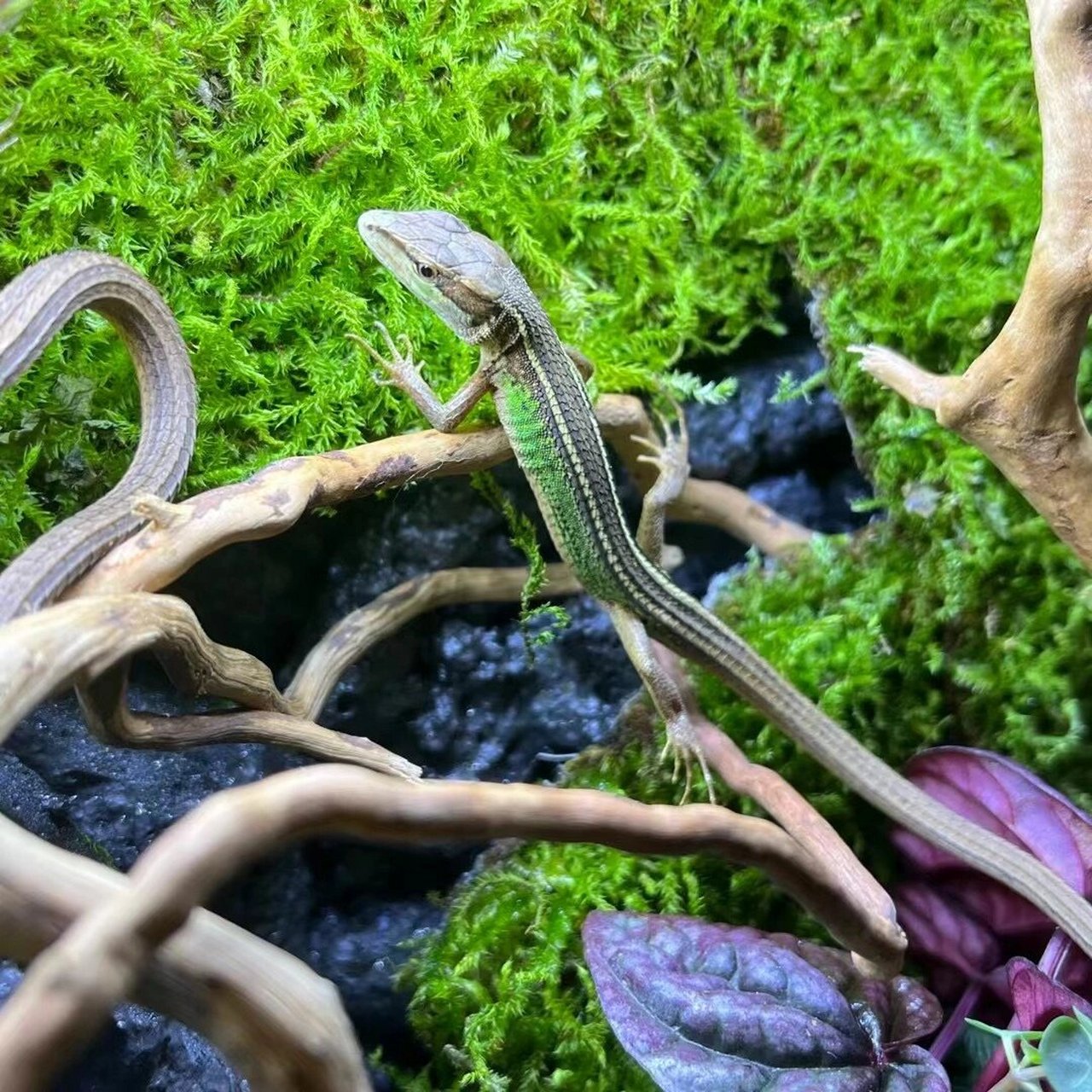北草蜥,雨林造景神器 水族店展览馆放一个非常吸引人,性价比超高