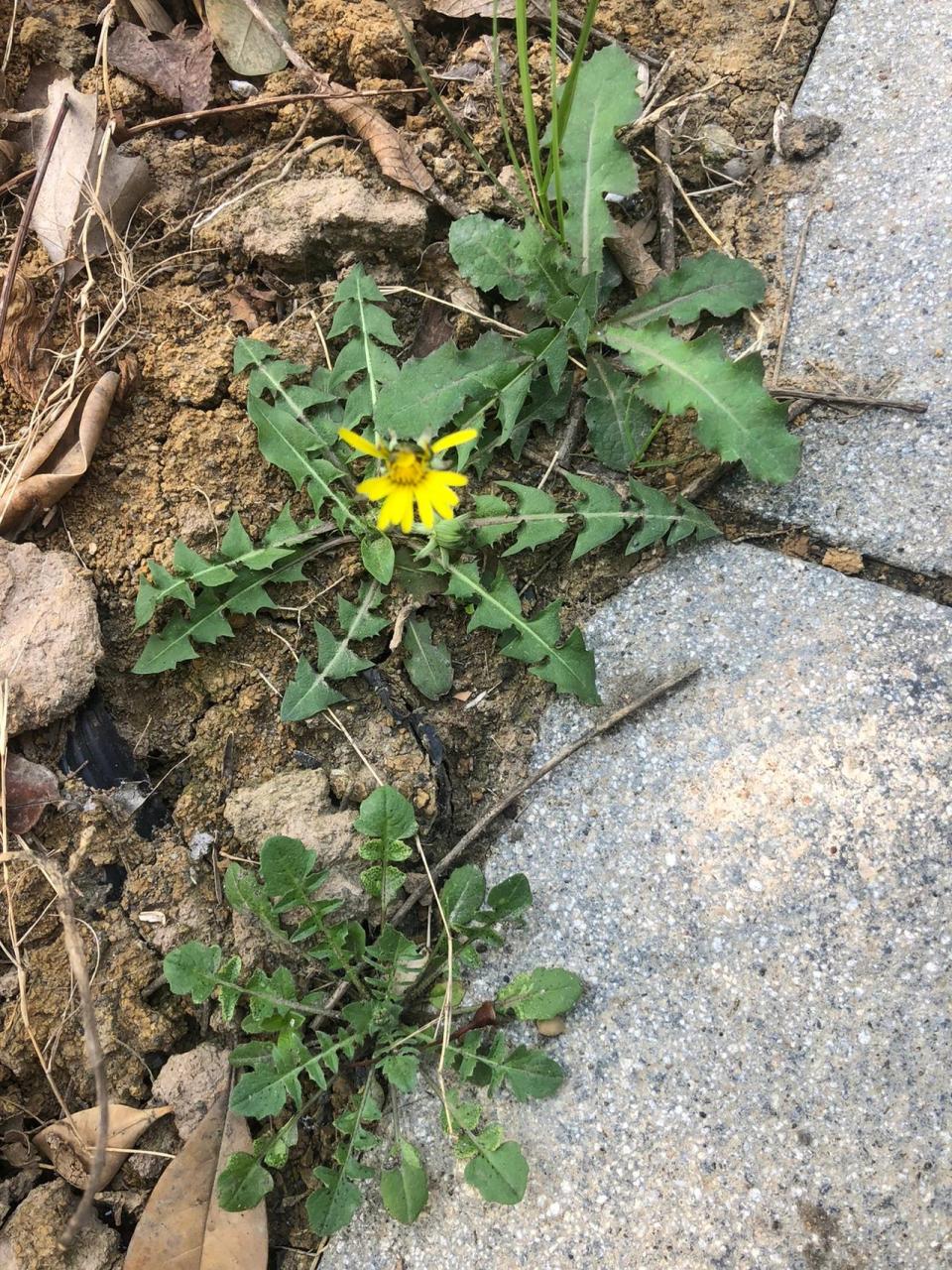 毛芥菜野草图片