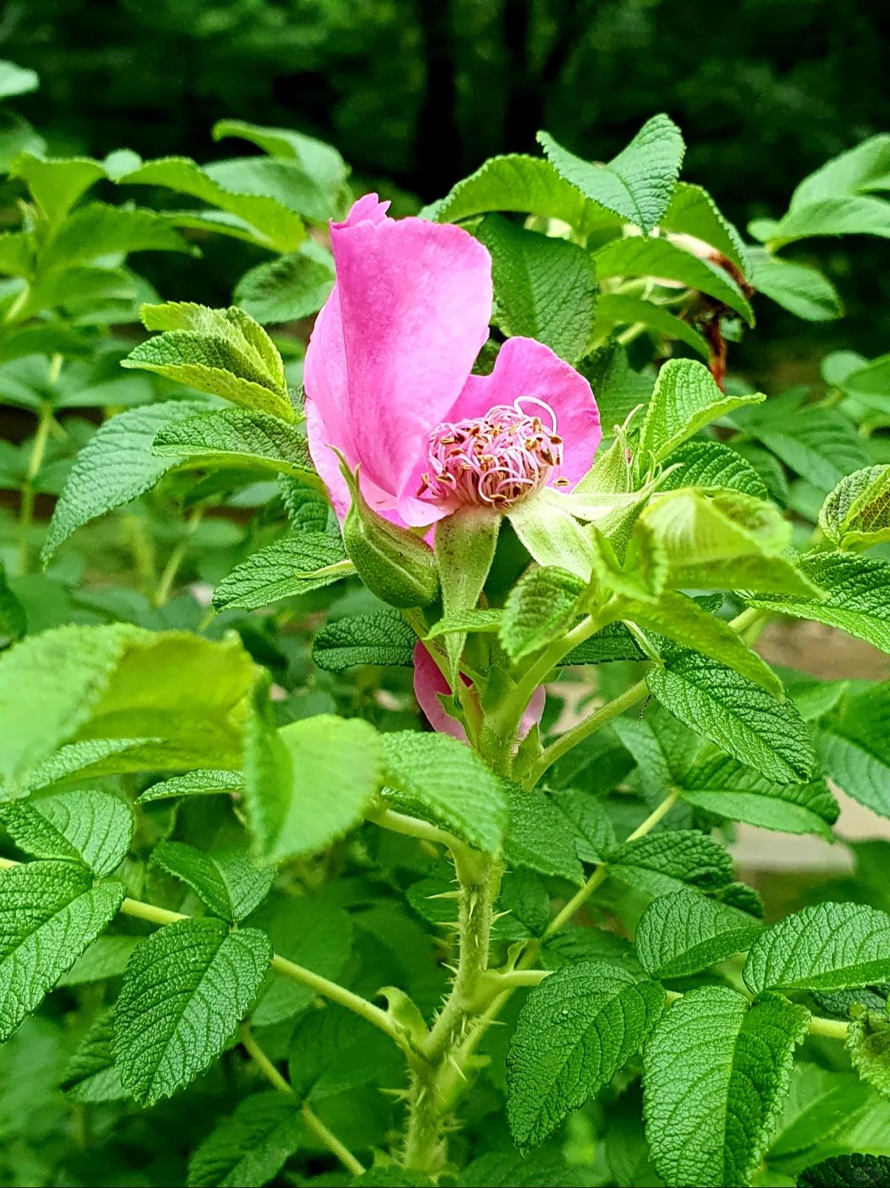 山刺玫 97别名刺玫,刺玫果.