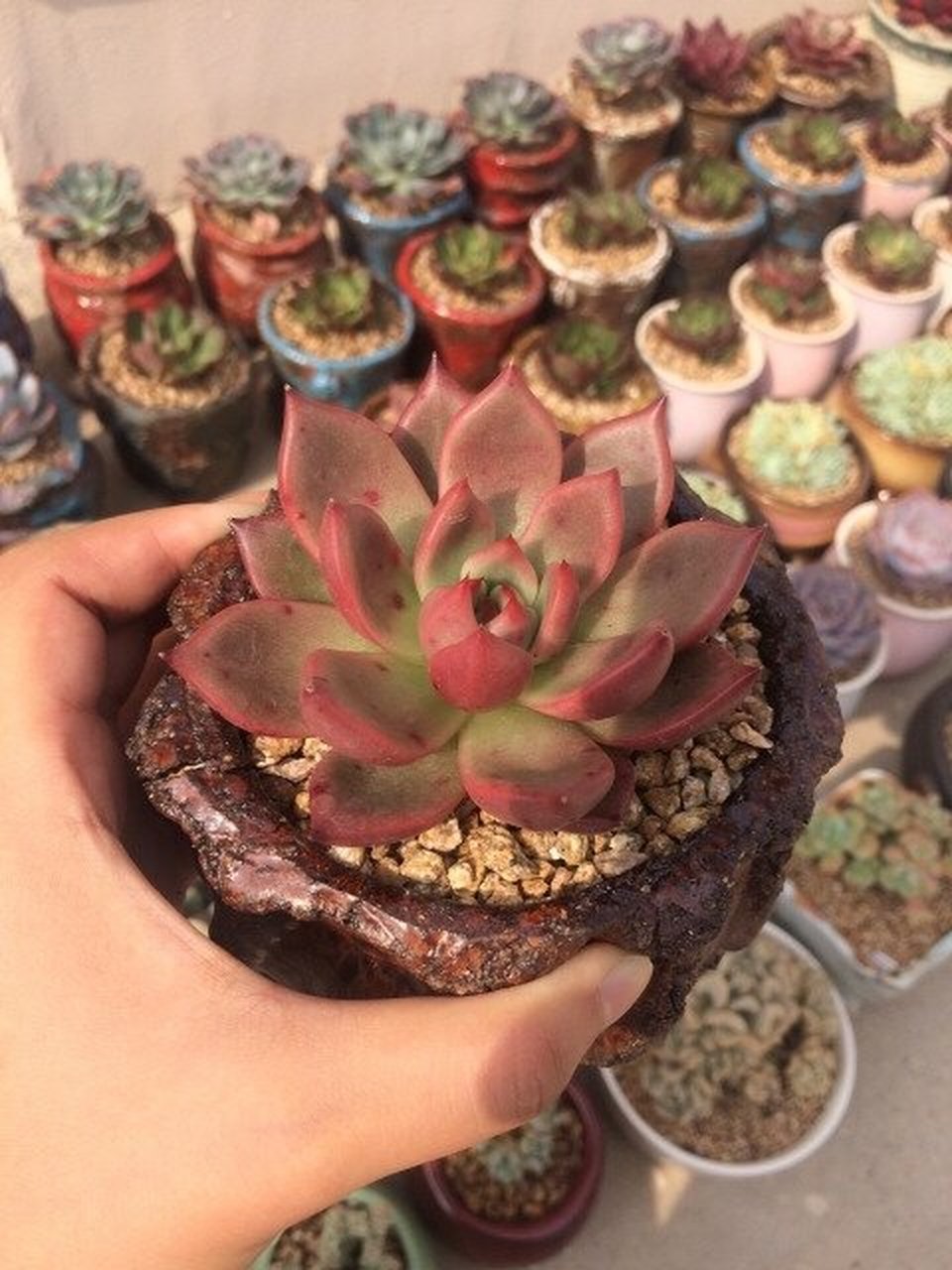 520专属多肉 "红颜密语" 红颜蜜语在极致状态下,叶片会非常红艳,还会