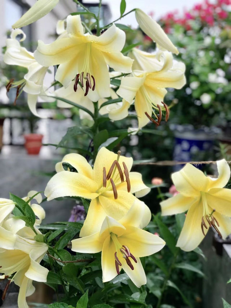 芬芳四溢的木门百合 ‖ 必须人手一份 木门百合,又称 "绝代双骄",属ot