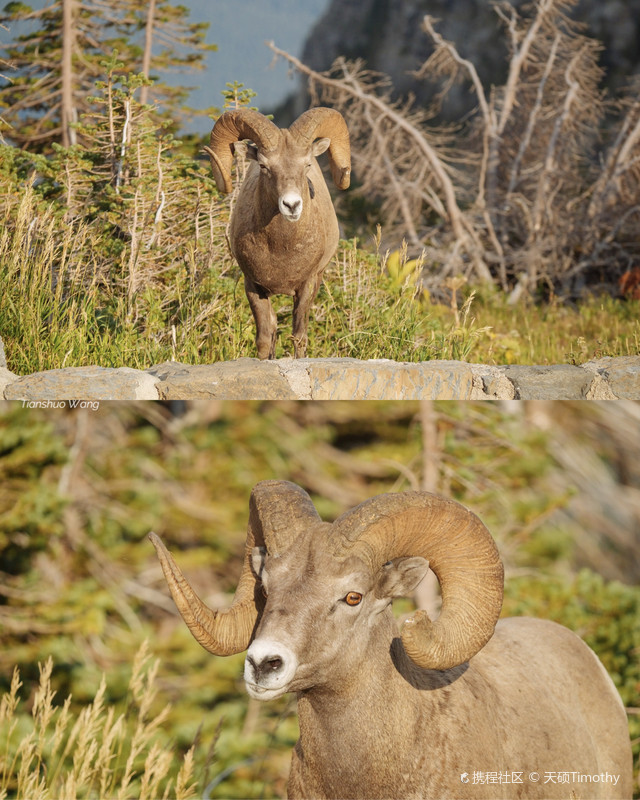 在洛根山口,遇见成群结队的落基山大角羊