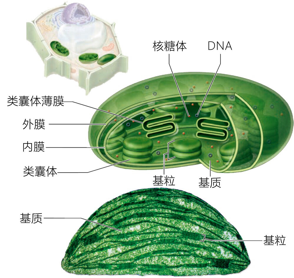 叶绿体结构简图怎么画图片