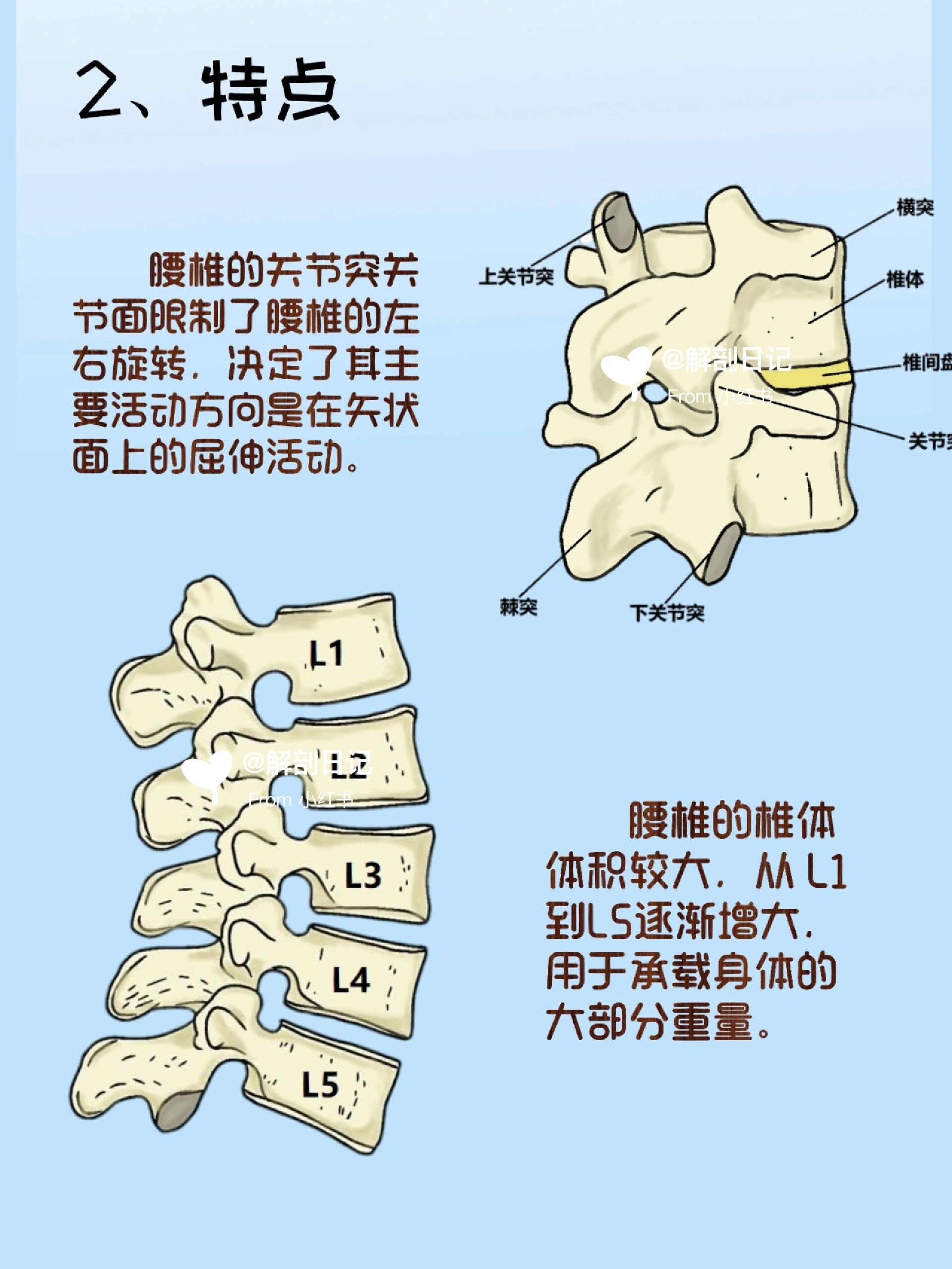 骨骼日记之腰椎  简介 腰椎通常由5块椎骨