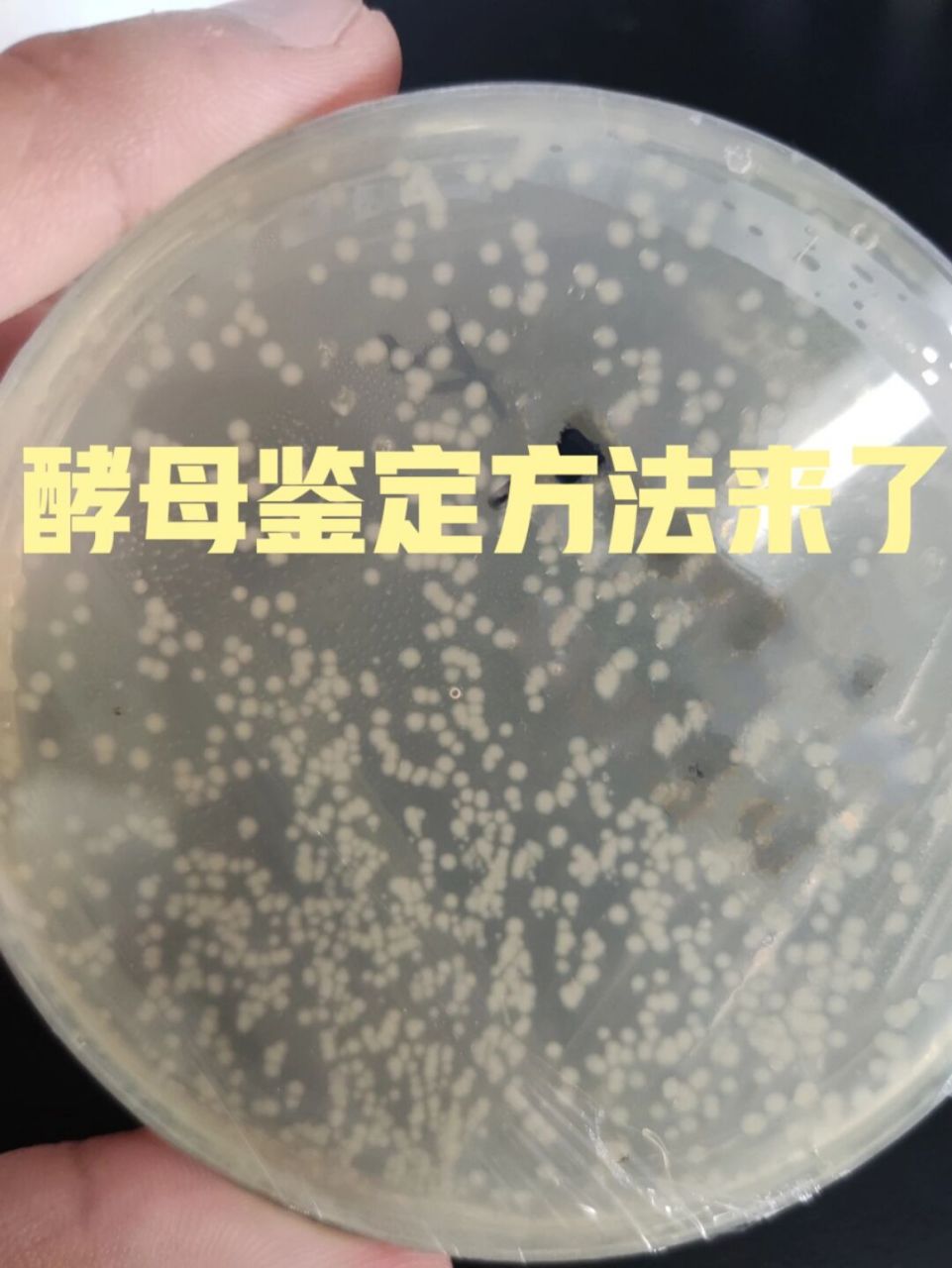 酵母单双杂筛库都需要鉴定,普通的菌落鉴定方法对酵母并不适合,分享几