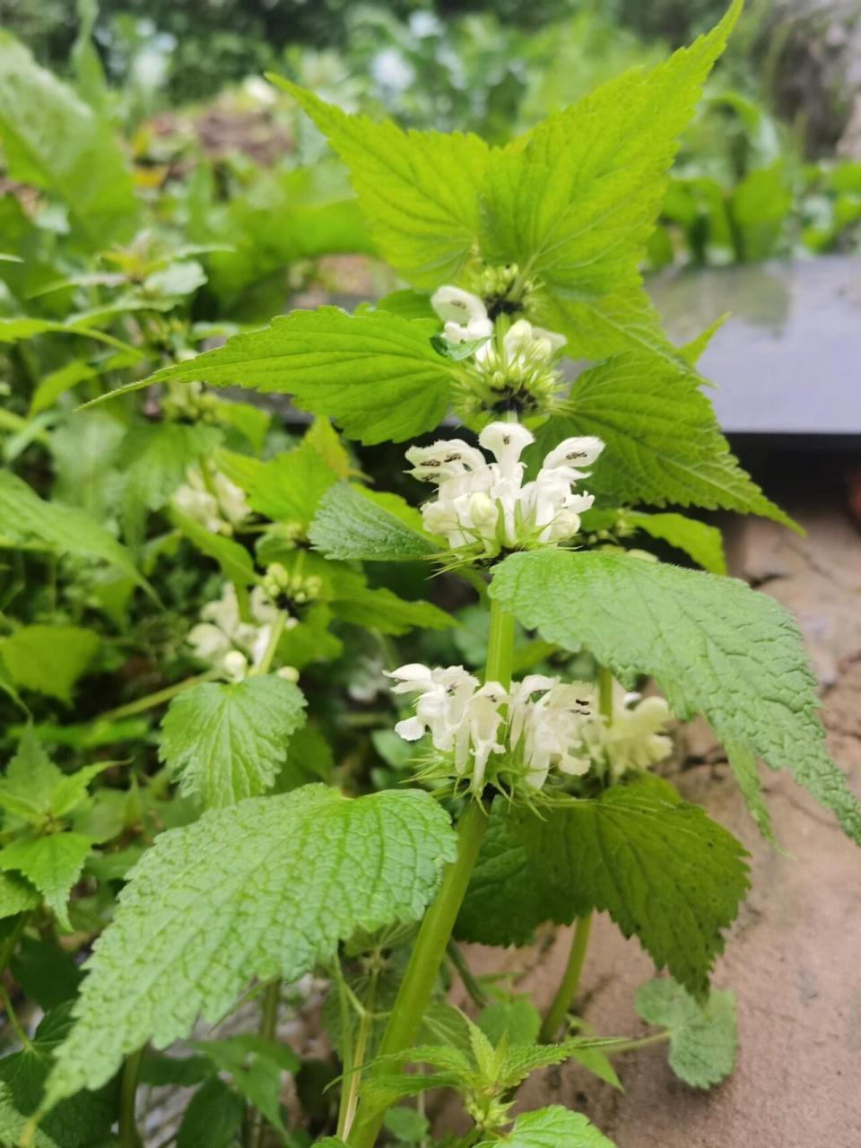 野芝麻 院子外面野蛮生长的野芝麻 	 也是中草药 	 凉血止血;活血止痛