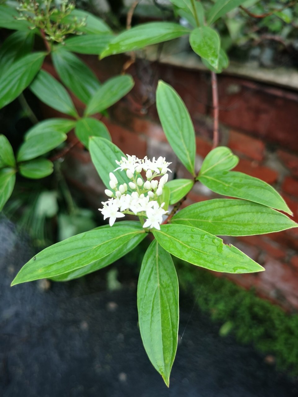 小梾木 小梾木(有朋友需要这棵中药材吗?