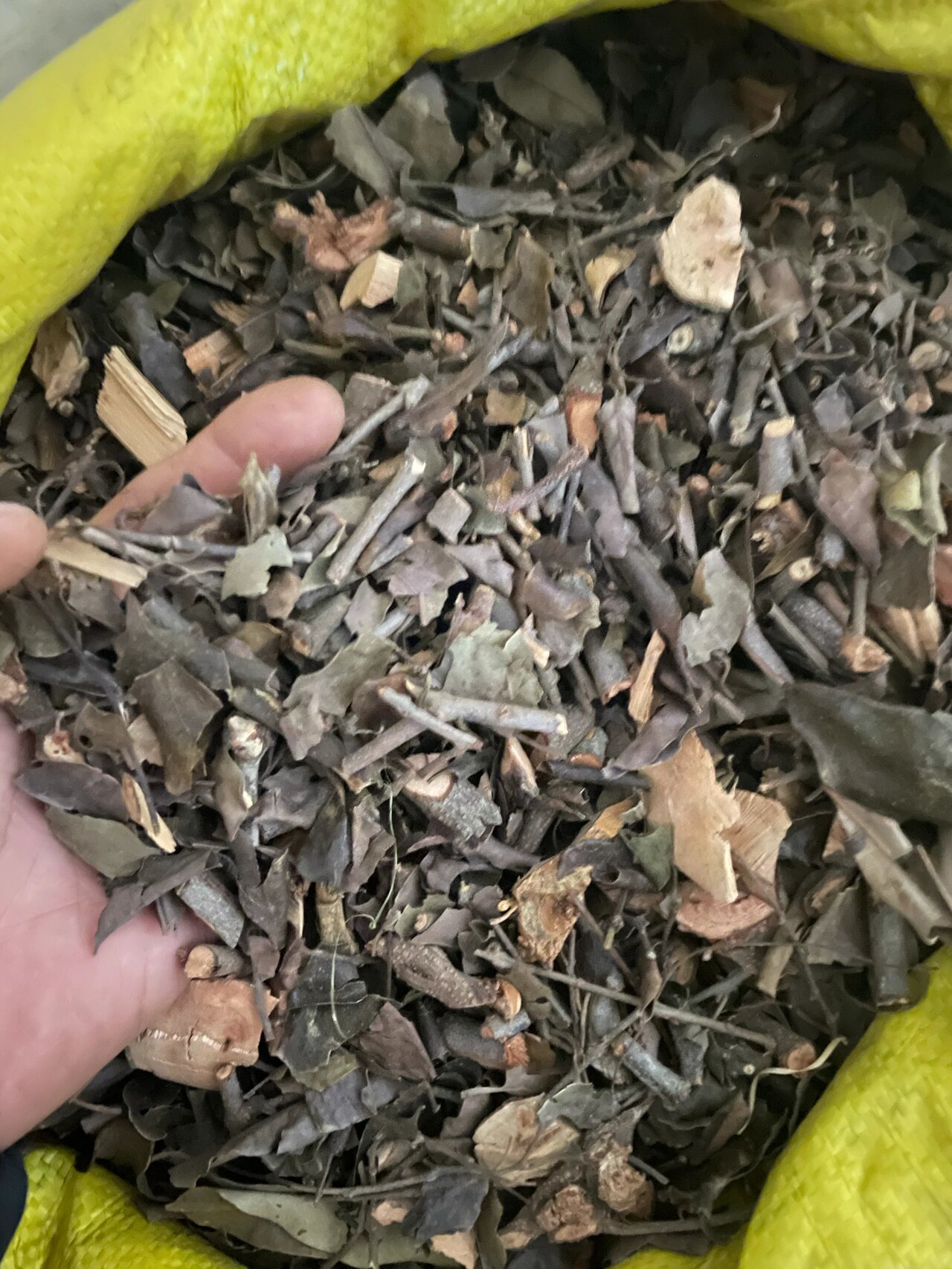 如果孕妇怀孕期间出现贫血,以及胎动不安等症状,喝狗牙木寄生茶有