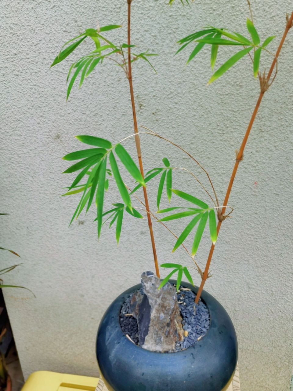 日本红竹宁可食无肉,不可居无竹 日本红竹 宁可食无肉,不可居无竹 红