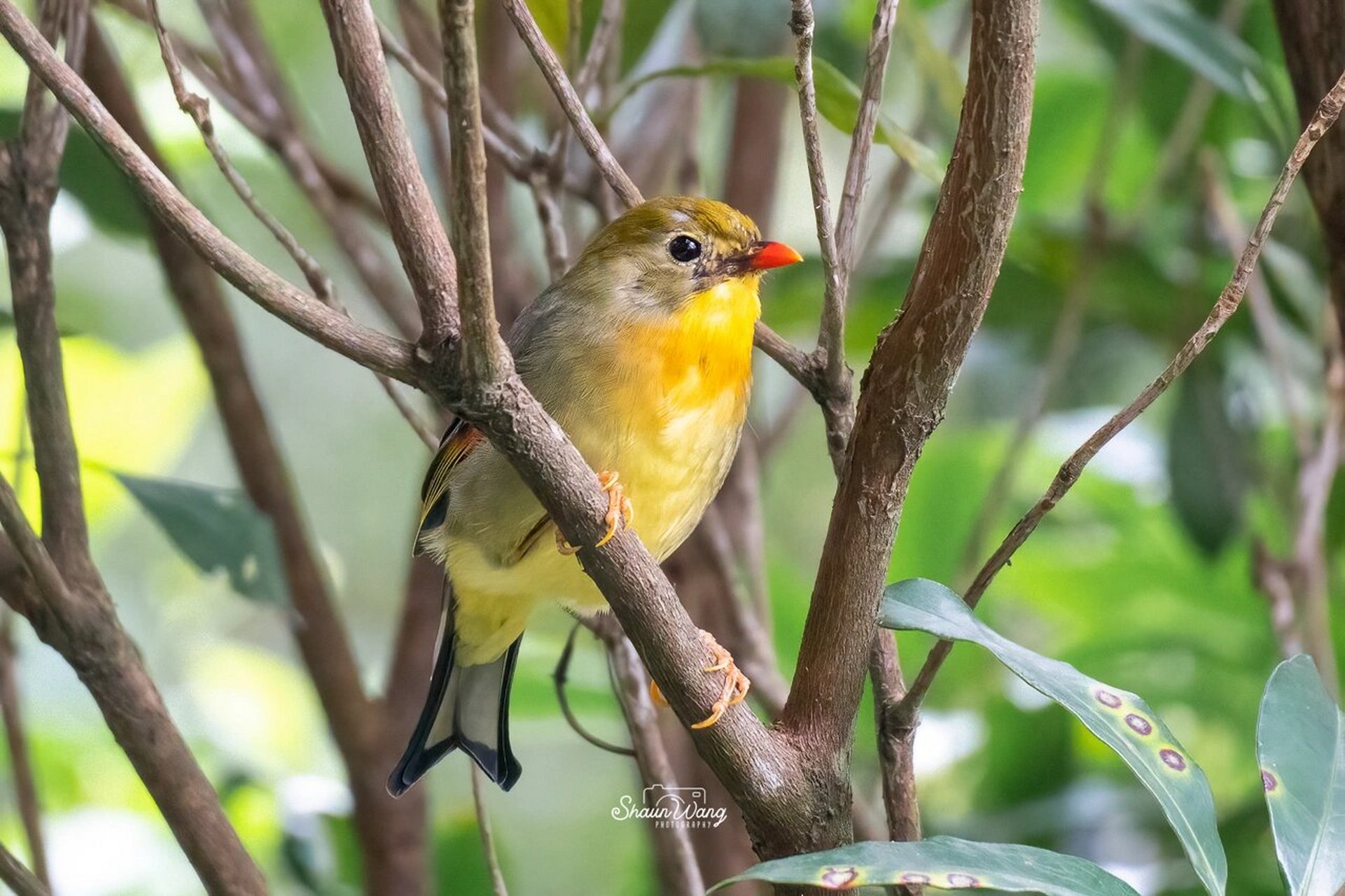观鸟日记-红嘴相思鸟 红嘴相思鸟( 英文名:red-billed leiothrix,学名
