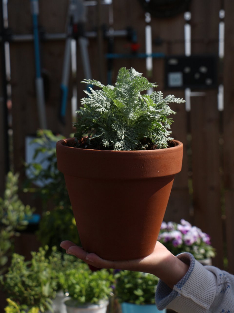 超精致银叶菊95「赛车手」,天生自带高级灰7515 银叶菊,因其银