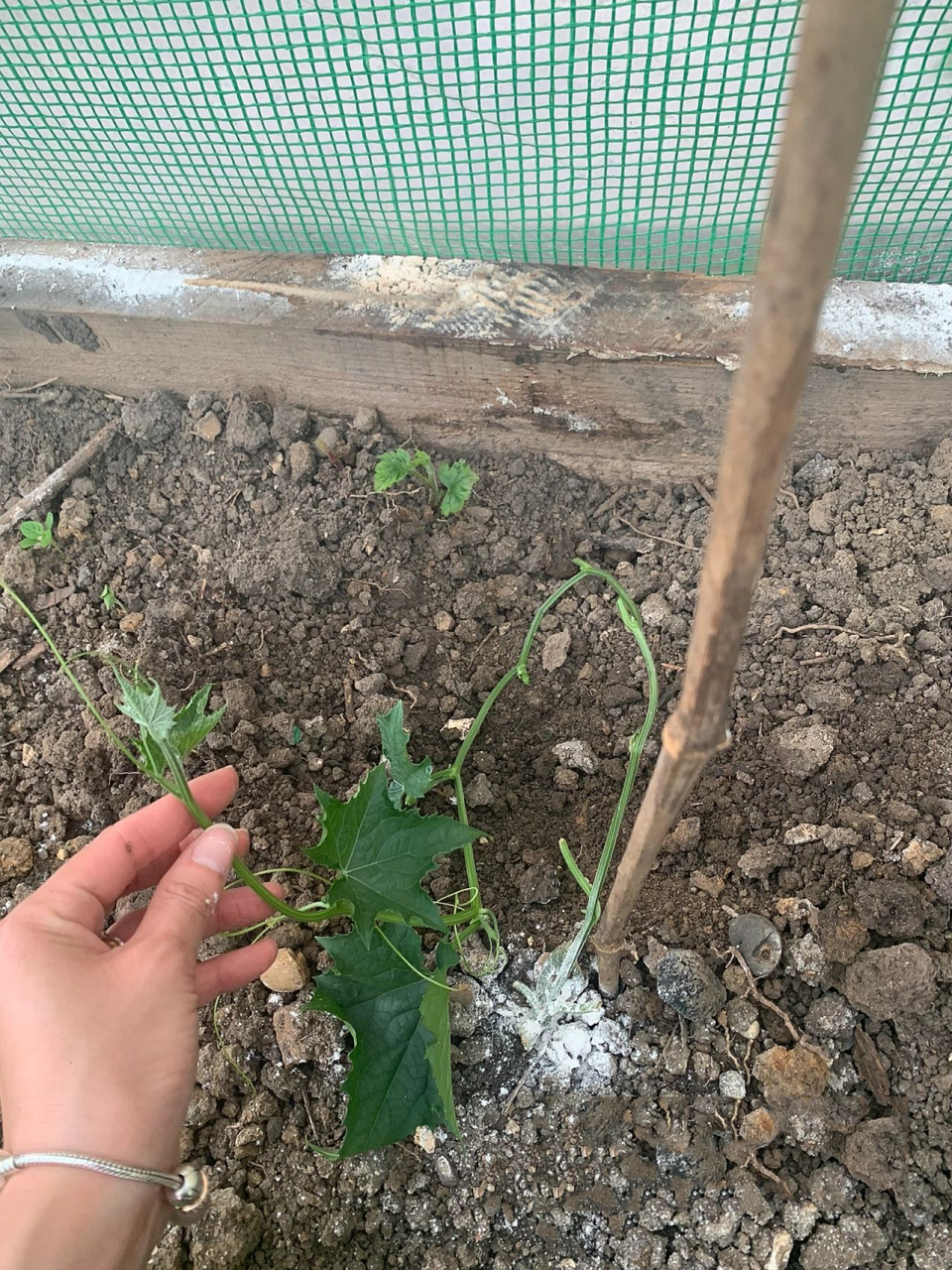 这就是压蔓,看图就明白了 丝瓜压蔓详细图