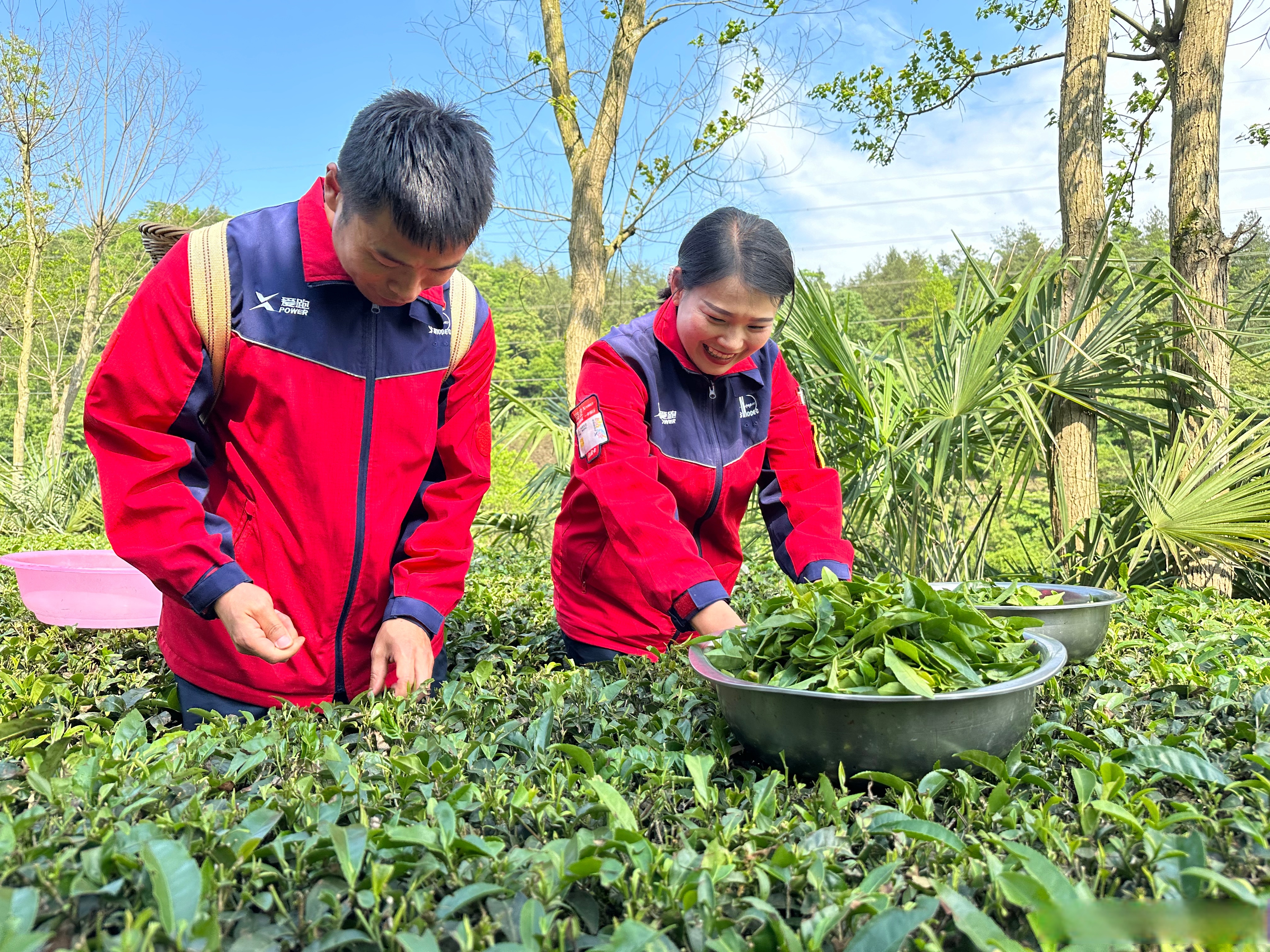 【春日采茶助农忙~】4月25日下午,中国石化湖北高管公司组织党员志愿