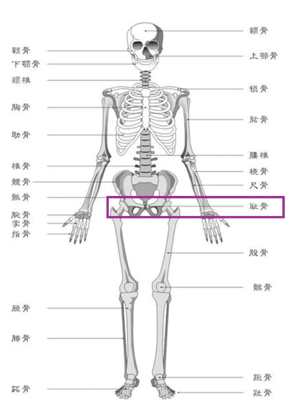 耻骨位于髋骨前下方,具体在小腹下方和大腿内侧