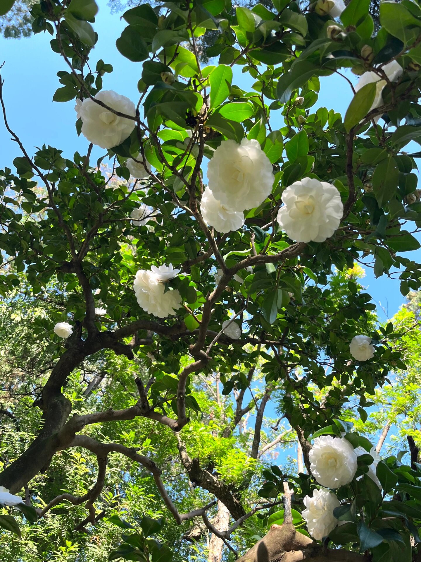 抖音姐妹分享的云南红河州建水县文庙风景区里的一棵古山茶花,真美丽