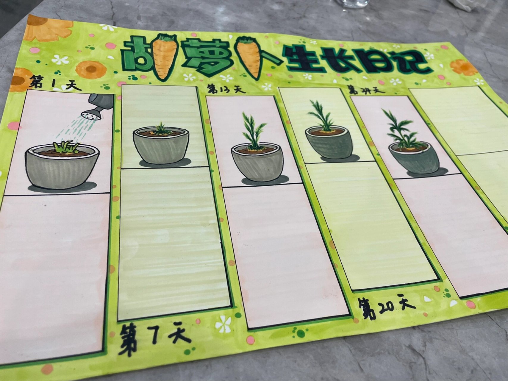 胡萝卜生长日记,马克笔手绘 记录生活的可爱点滴,植物生长日记,马克笔