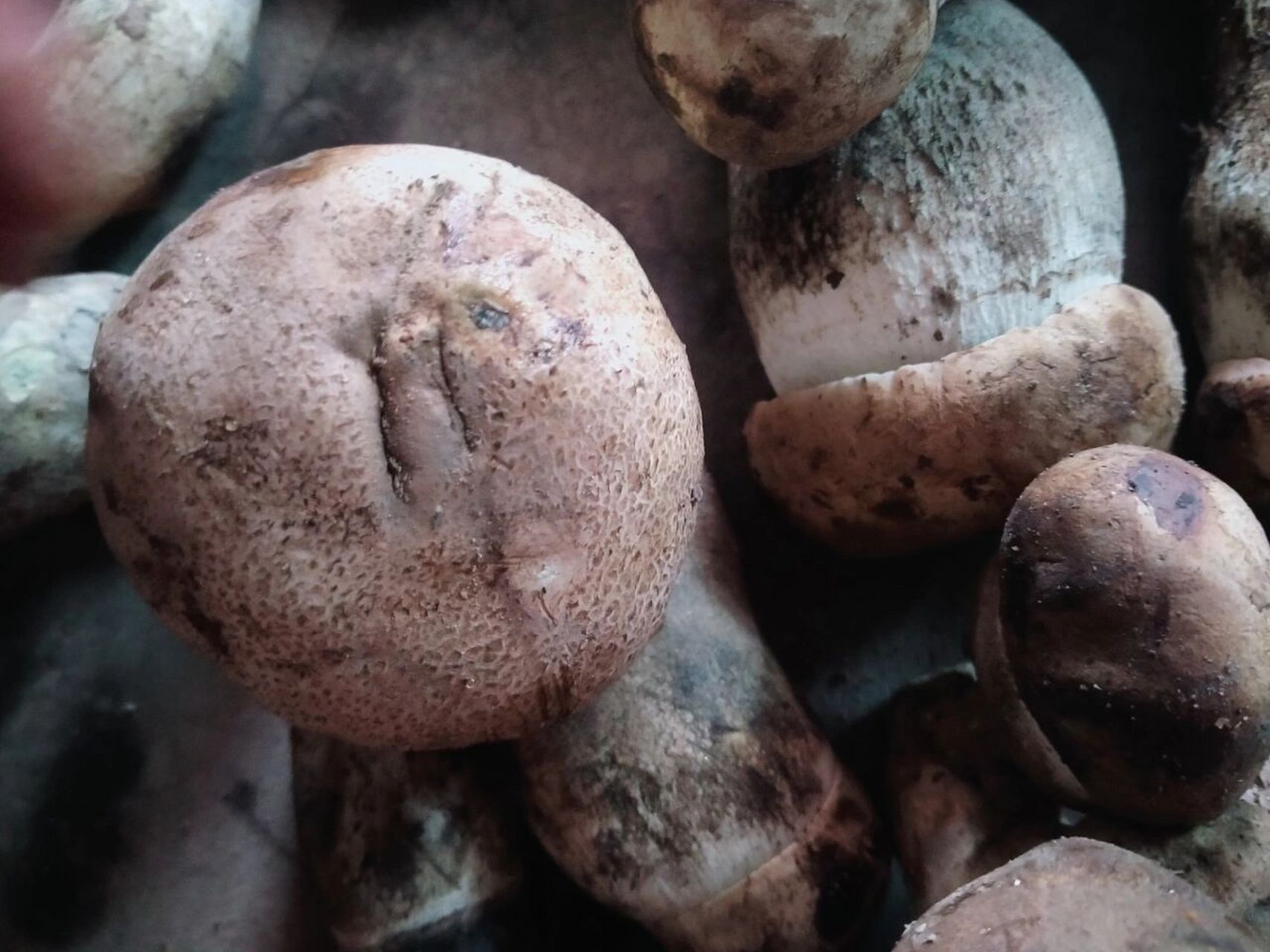 新疆的杨树蘑菇,真好吃!顺口爽滑,营养丰 每年秋天最爱吃的野蘑菇