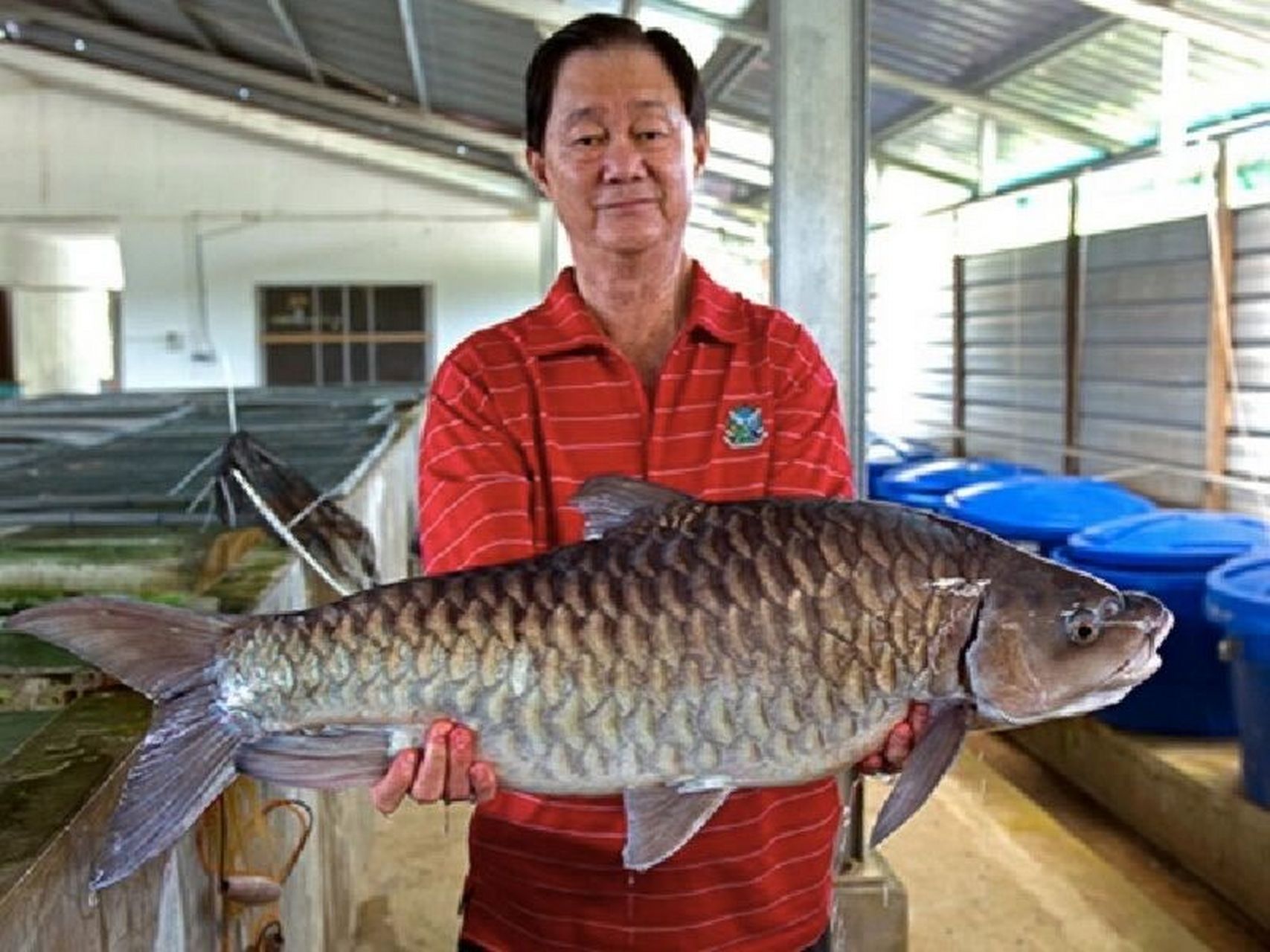 忘不了鱼 (empurau) 忘不了鱼也被称为"河鱼之王",原产于马来西亚