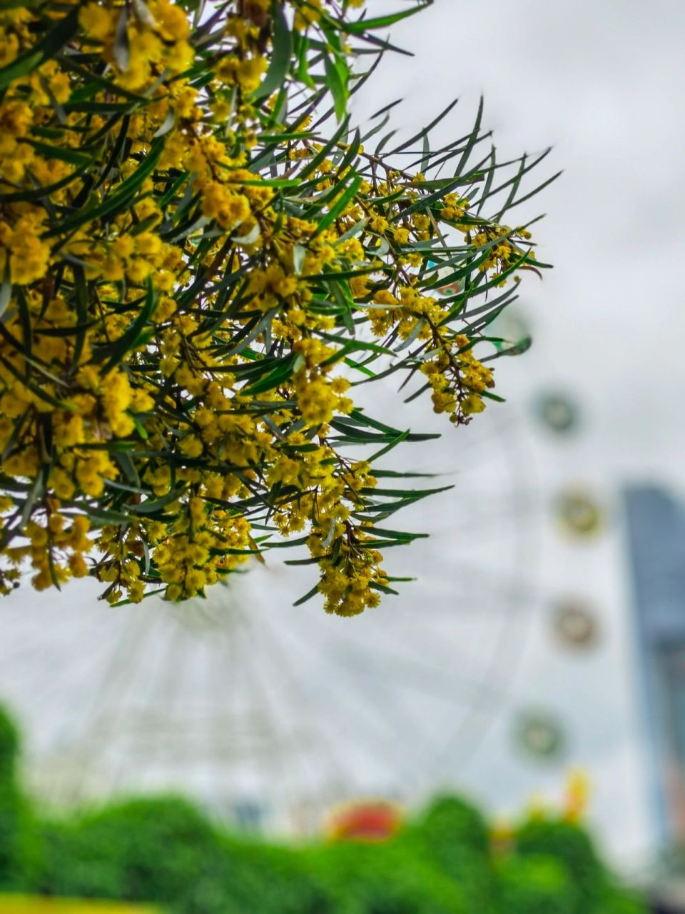 台湾相思树花期图片