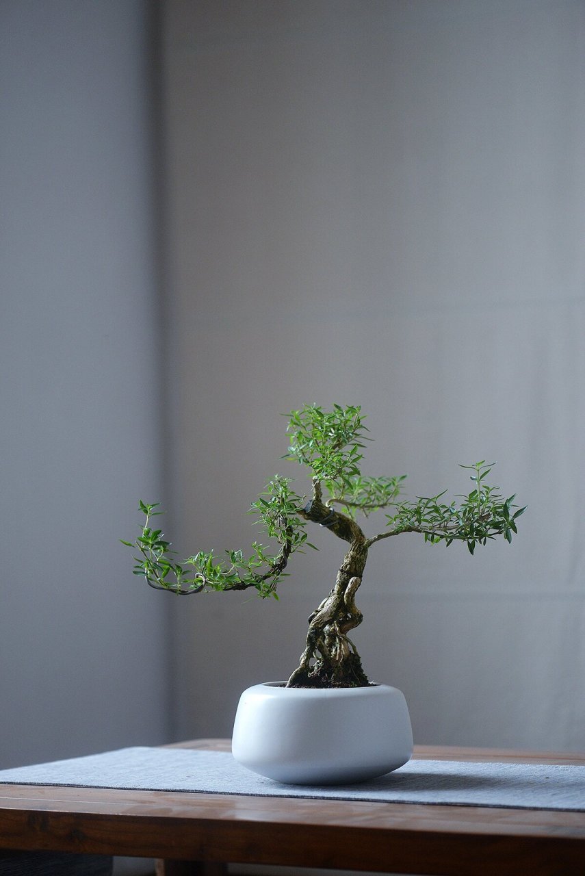 桌面小盆景:六月雪