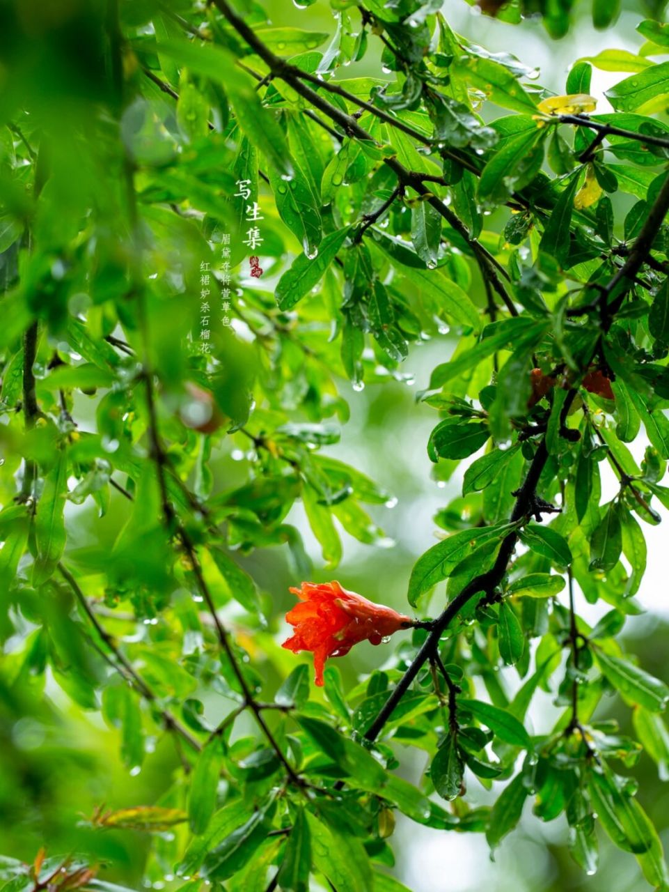 石榴花|写生集|春天的花 眉黛夺将萱草色, 红裙妒杀石榴花.