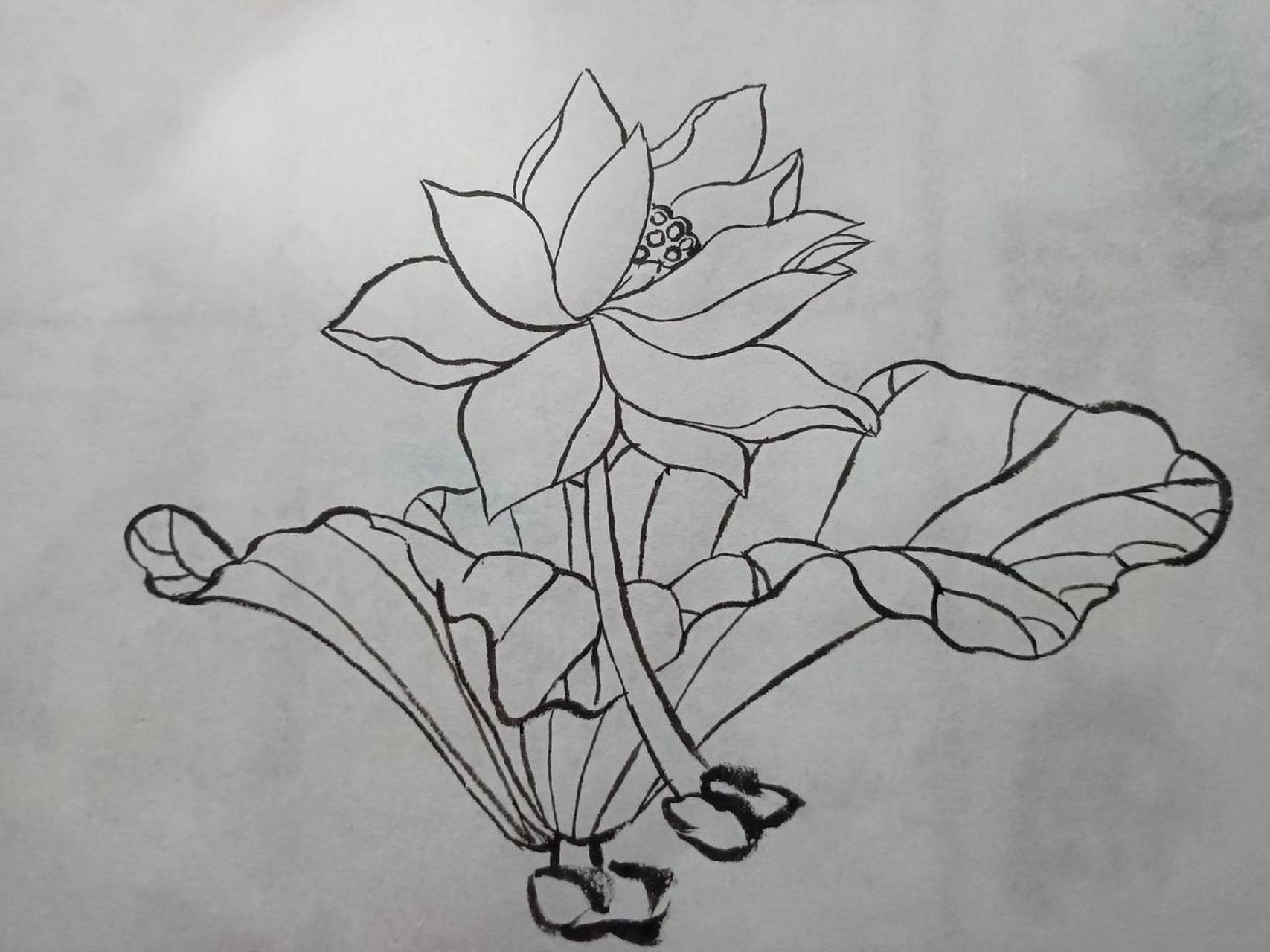 今天画硬币上的荷花国画02