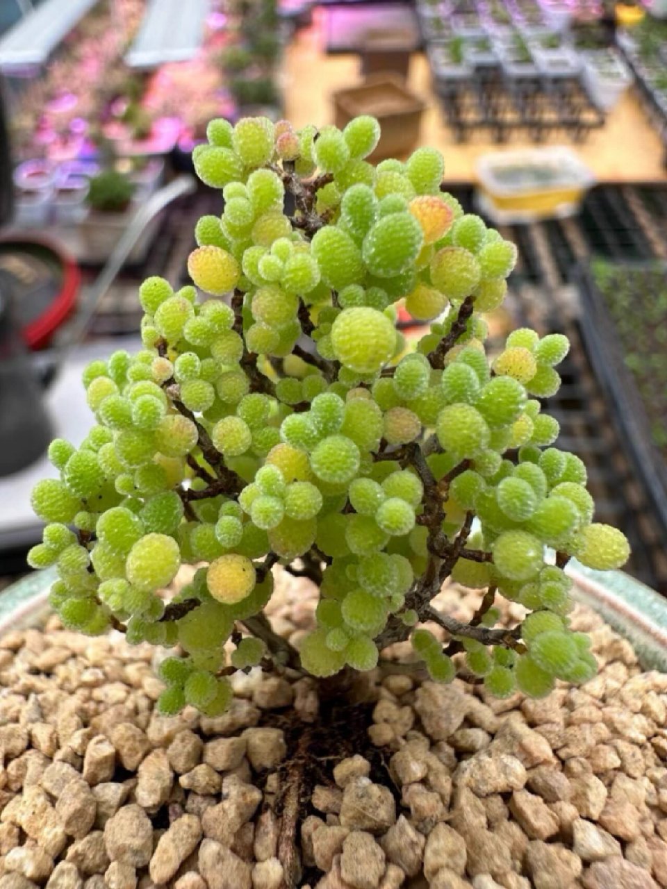 蜜橘糖球 看起来就酸酸甜甜 真植物哦