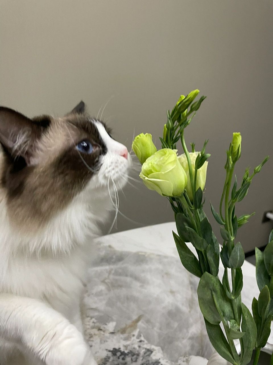 养猫家庭不要买洋桔梗 会变得不幸 养猫家庭不要买洋桔梗 会变得不幸!