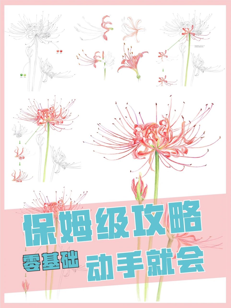彩铅教程|嫣红色彼岸花,零基础也能学🌹 ♥️♥️♥️