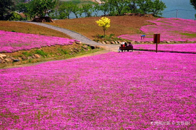 芝樱小镇图片