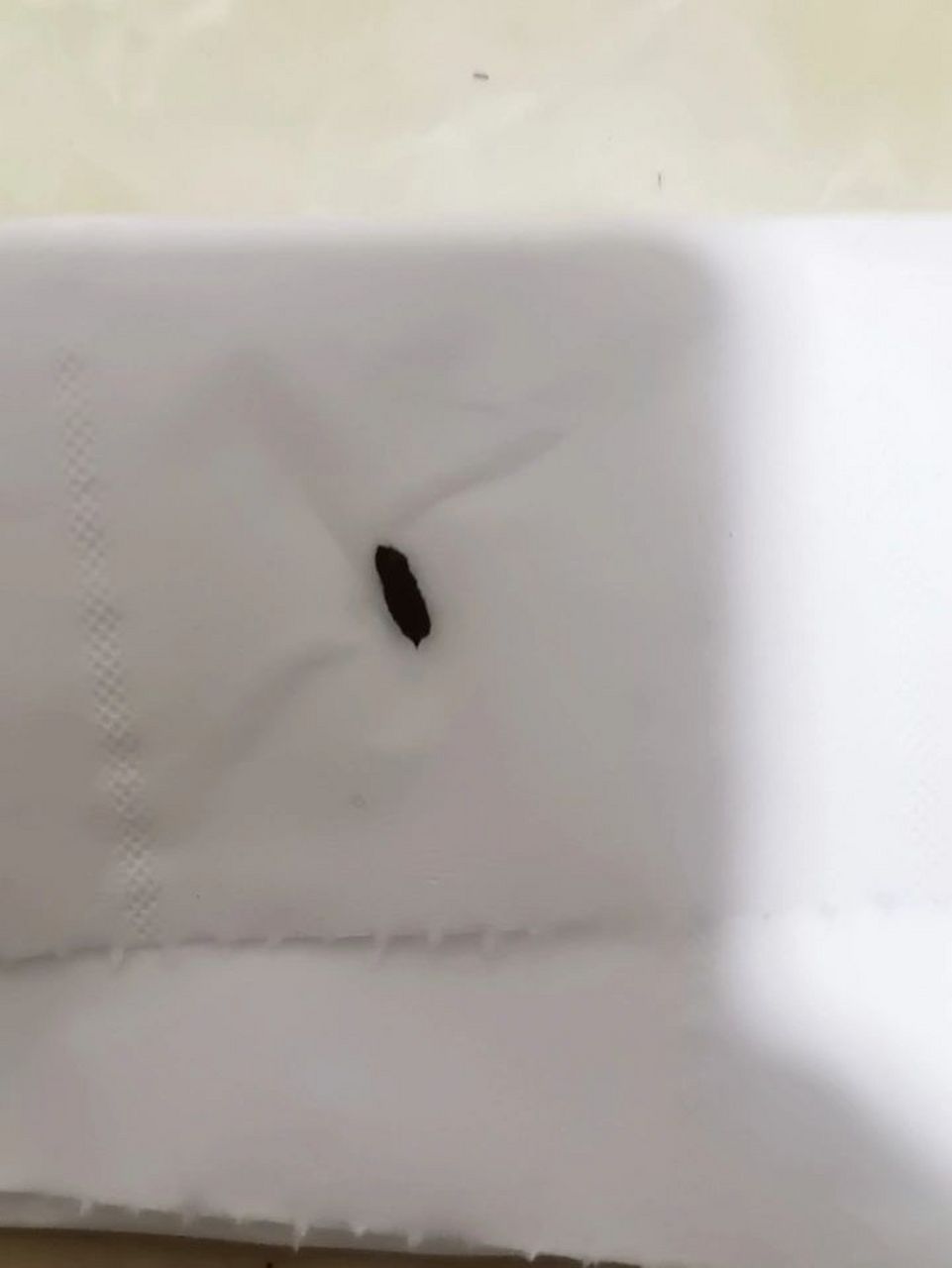 这个到底是蟑螂屎还是老鼠屎?