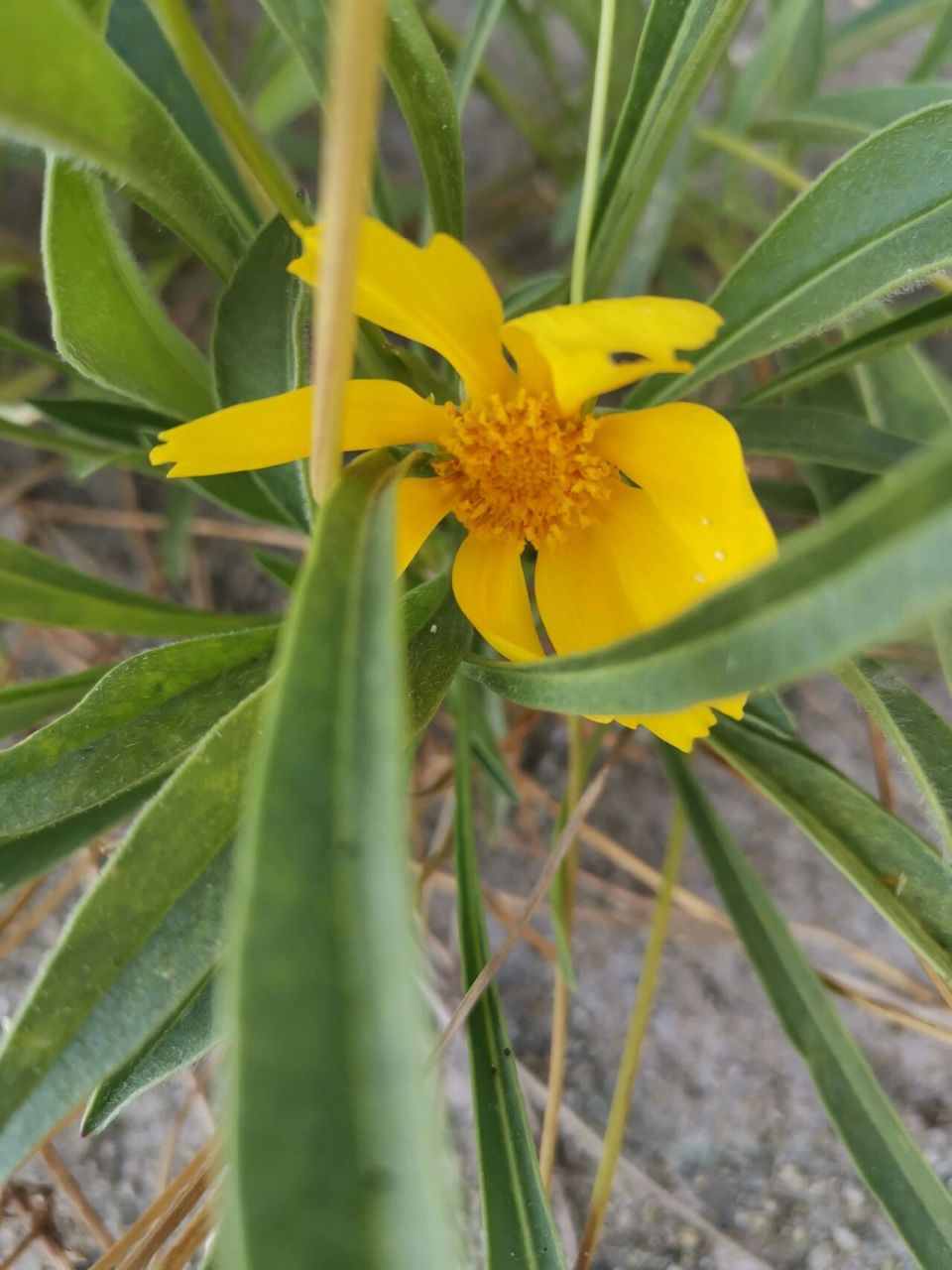 【金鸡菊】别名:孔雀菊,金钱菊.